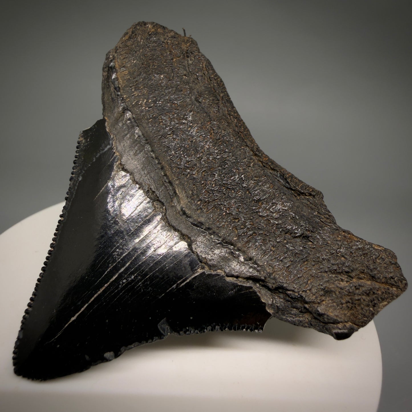 Back Right View Black, sharply serrated 2.38" Fossil Megalodon Shark Tooth - Georgia megalodonteeth.com CM6521