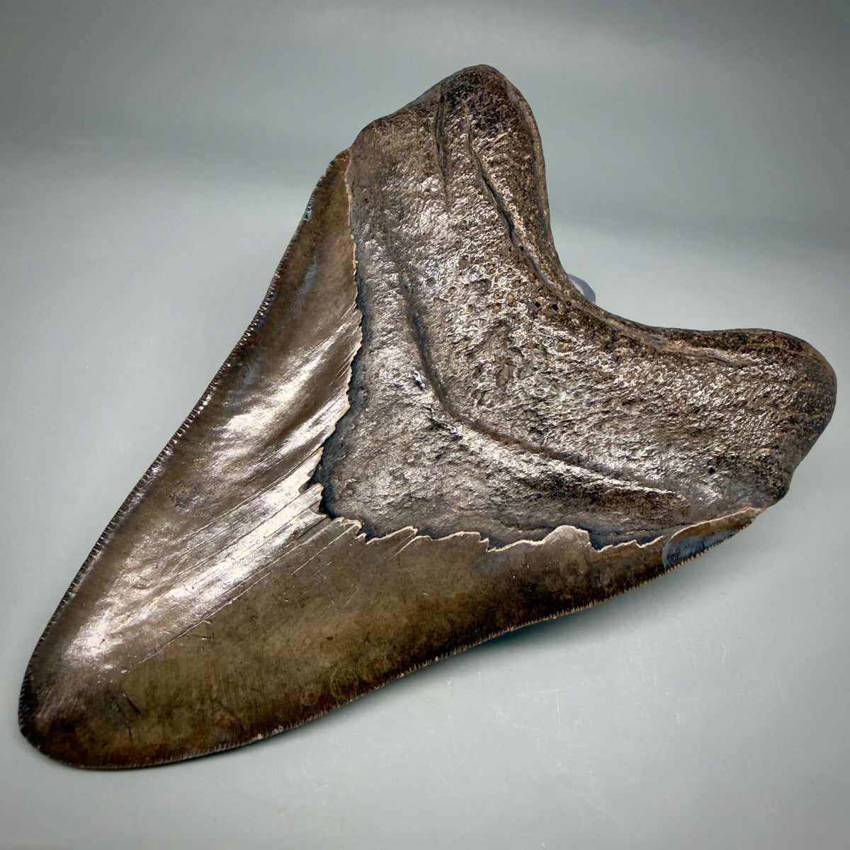 Back Right View Brown/Red prints, sharply serrated 5.16" Fossil Megalodon Shark Tooth from Georgia megalodonteeth.com CM6707 