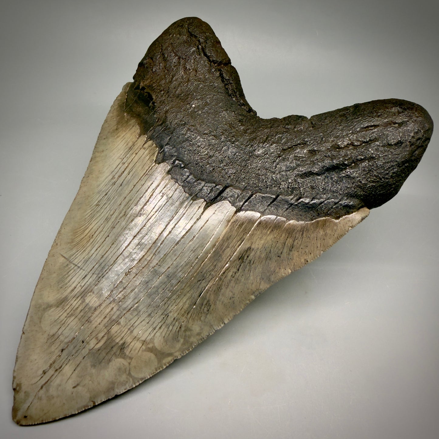 Back Right View Close to Max size of 7" Fossil Monster Megalodon Tooth - South Carolina, USA megalodonteeth.com CM6608