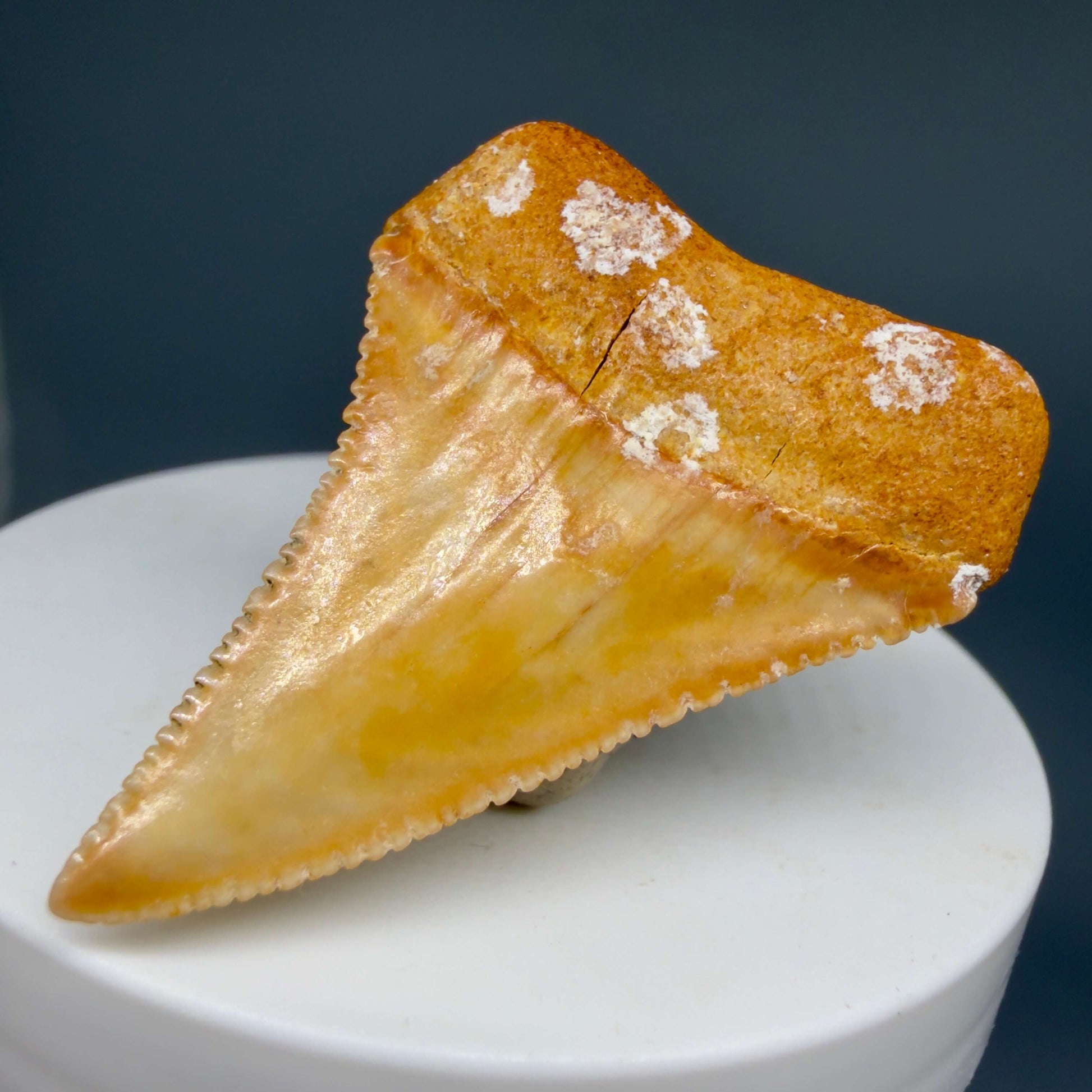 Back Right View Collector's Quality 1.82" long Fossil Great White Tooth from the deserts of Peru GW1360