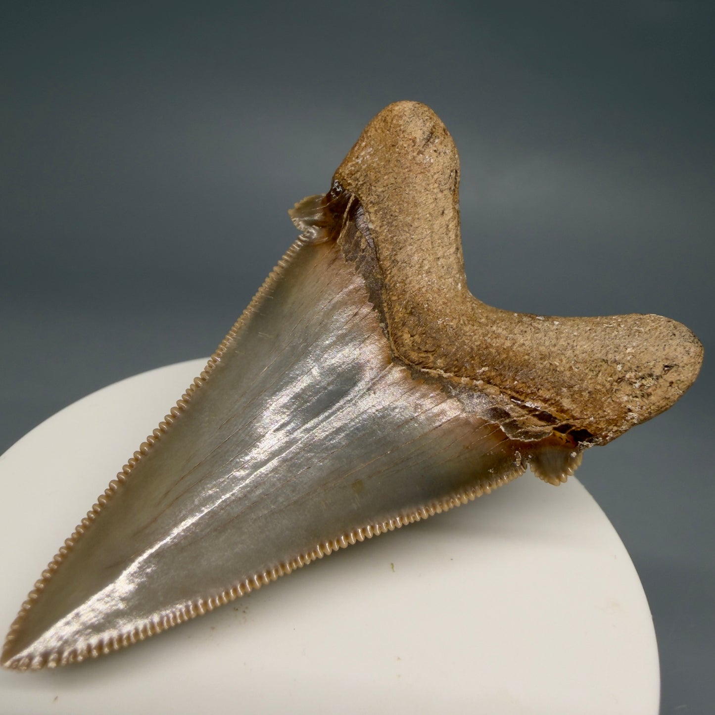 Back Right View Collector's Quality 2.51" Fossil Carcharocles angustidens Shark Tooth from Charleston, South Carolina AN472