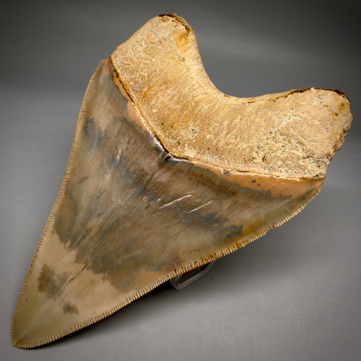 Back Right View Collector's Quality heart-shaped 5.06″ Colorful Megalodon Tooth – West Java Indonesia megalodonteeth.com CM6746