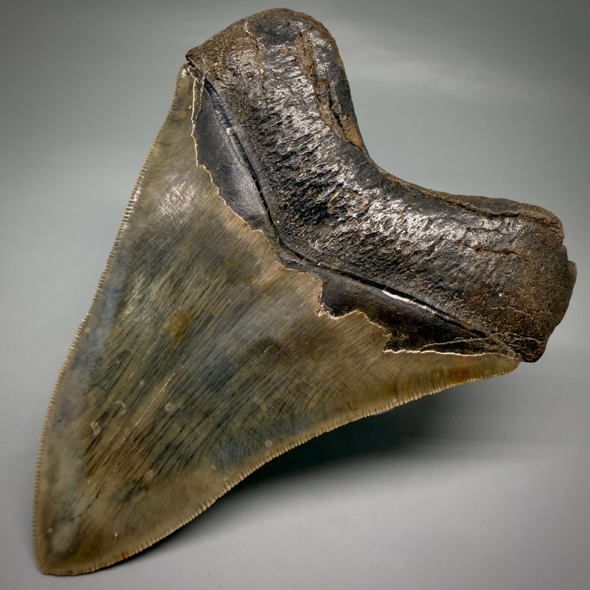 Back Right View Collector's Quality, heart-shaped 5.08" Fossil Megalodon Tooth - South Carolina megalodonteeth.com CM6703