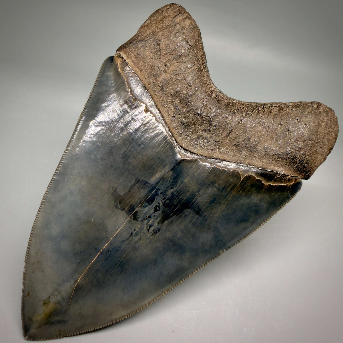 Back Right View Collector's Quality, heart-shaped 5.30" Fossil Megalodon Tooth - South Carolina megalodonteeth.com CM6705