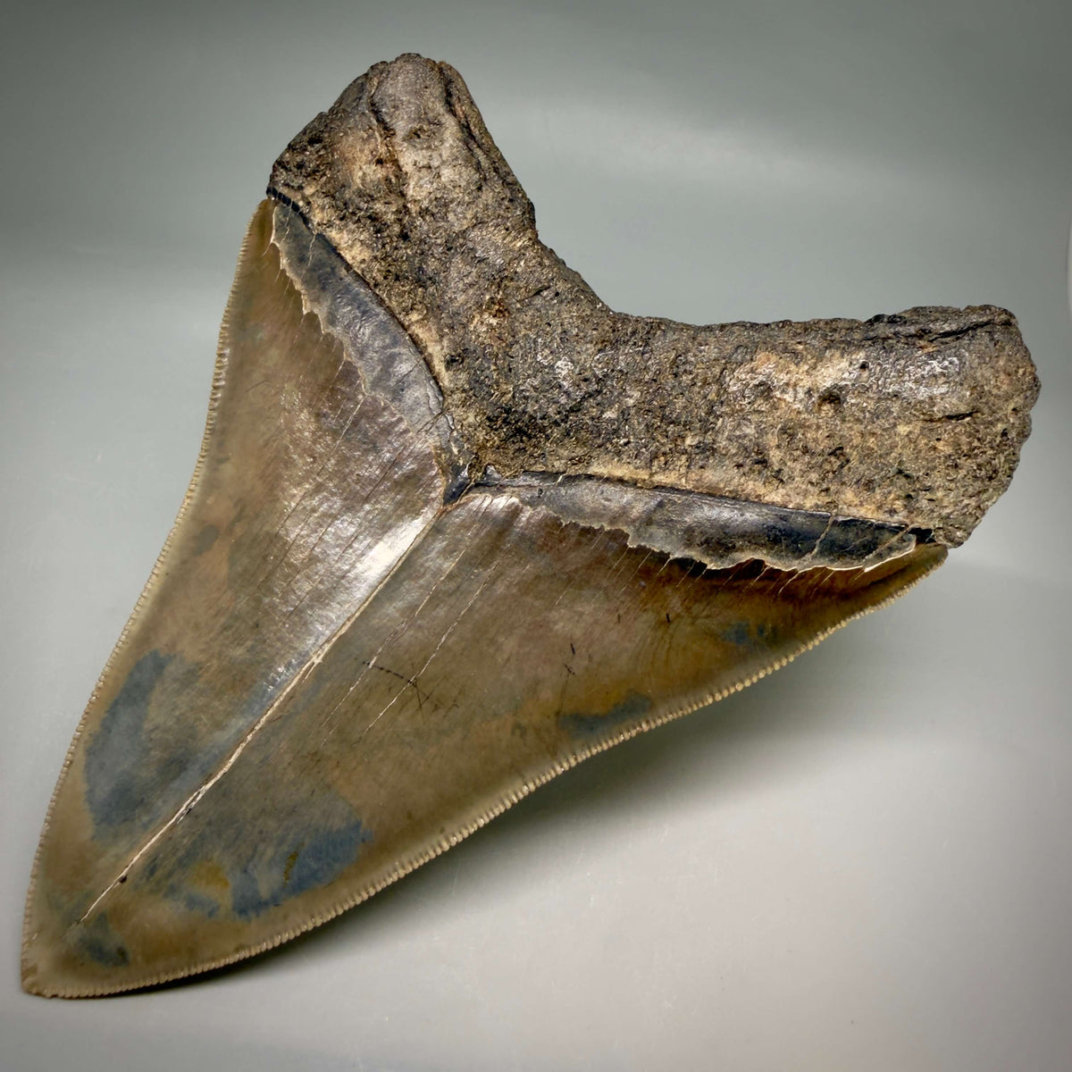 Back Right View Collector's Quality, heart-shaped 5.67" Fossil Megalodon Tooth - South Carolina megalodonteeth.com CM7606