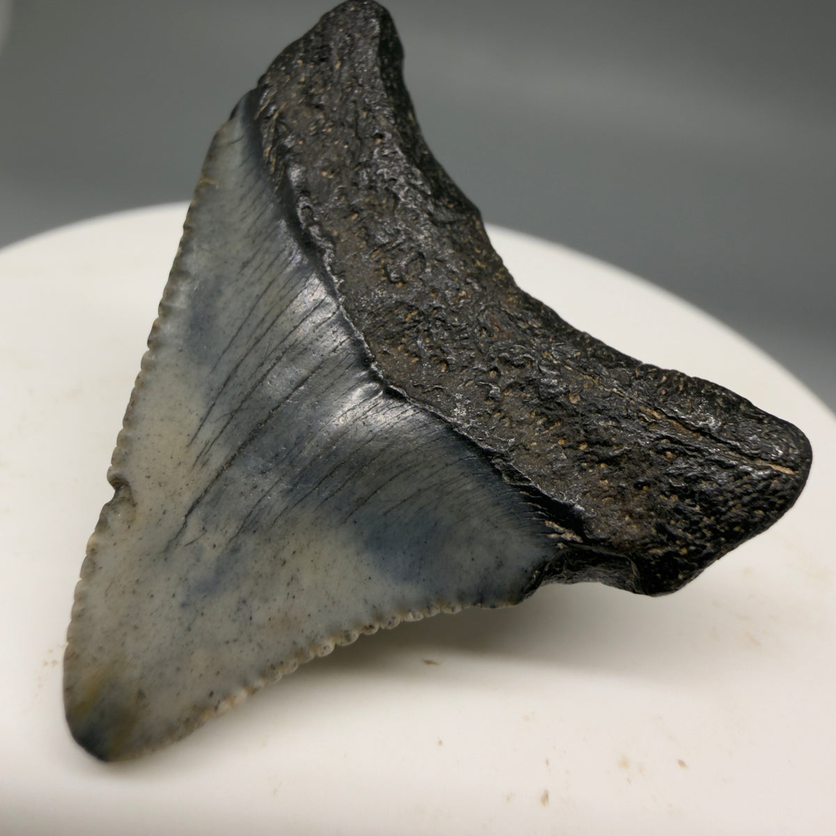Back Right View Colorful 1.43" Fossil Megalodon Tooth – South Carolina River Find | Authentic megalodonteeth.com CM6722