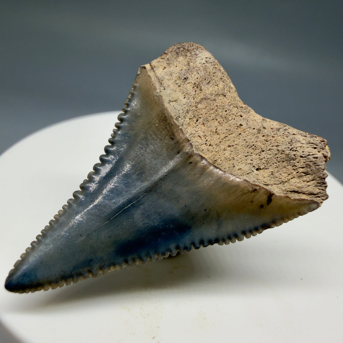 Back Right View Colorful 1.48" Fossil Great White Shark Tooth - South Carolina megalodonteeth.com GW1399