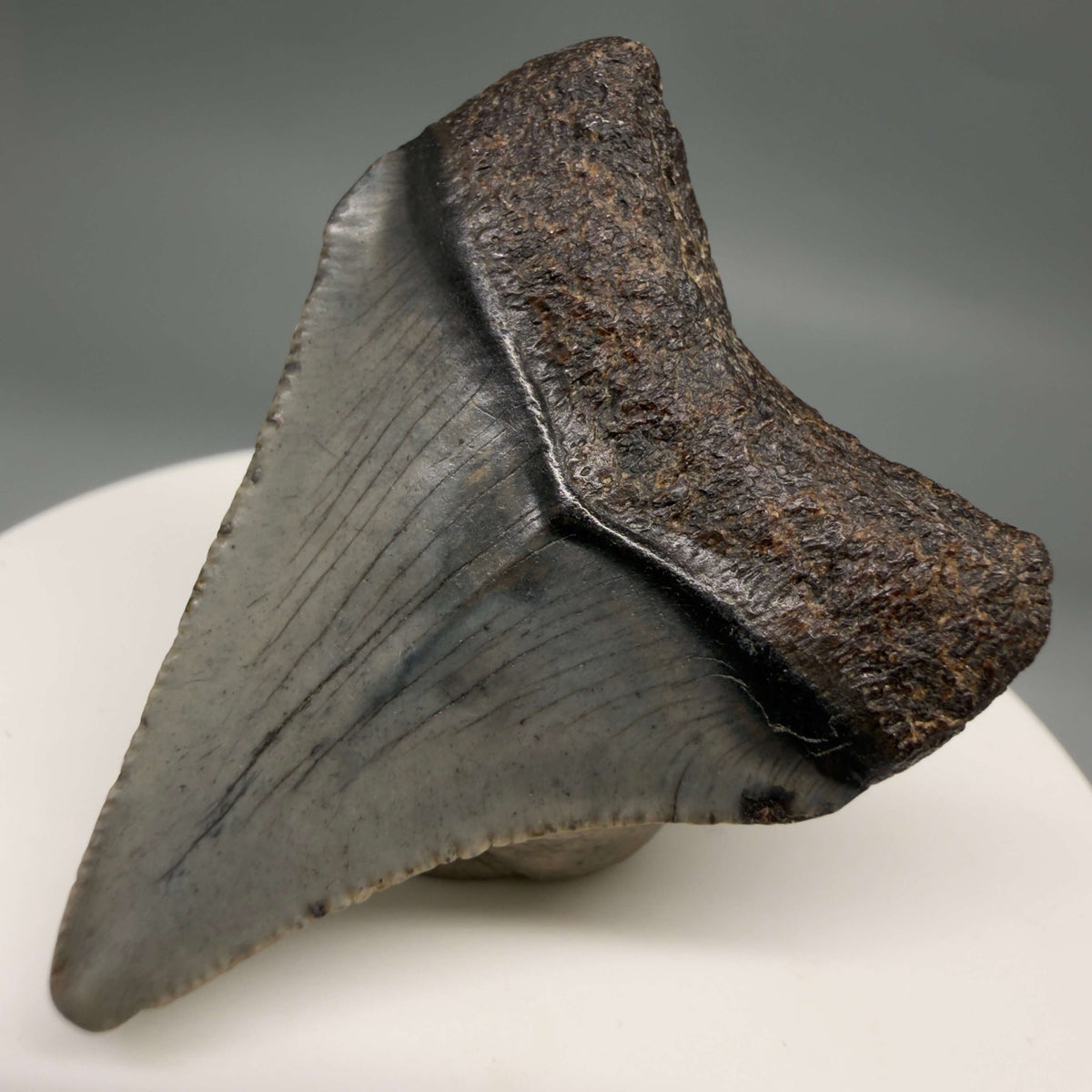 Back Right View Colorful 1.72" Fossil Megalodon Tooth – South Carolina River Find | Authentic megalodonteeth.com CM6683