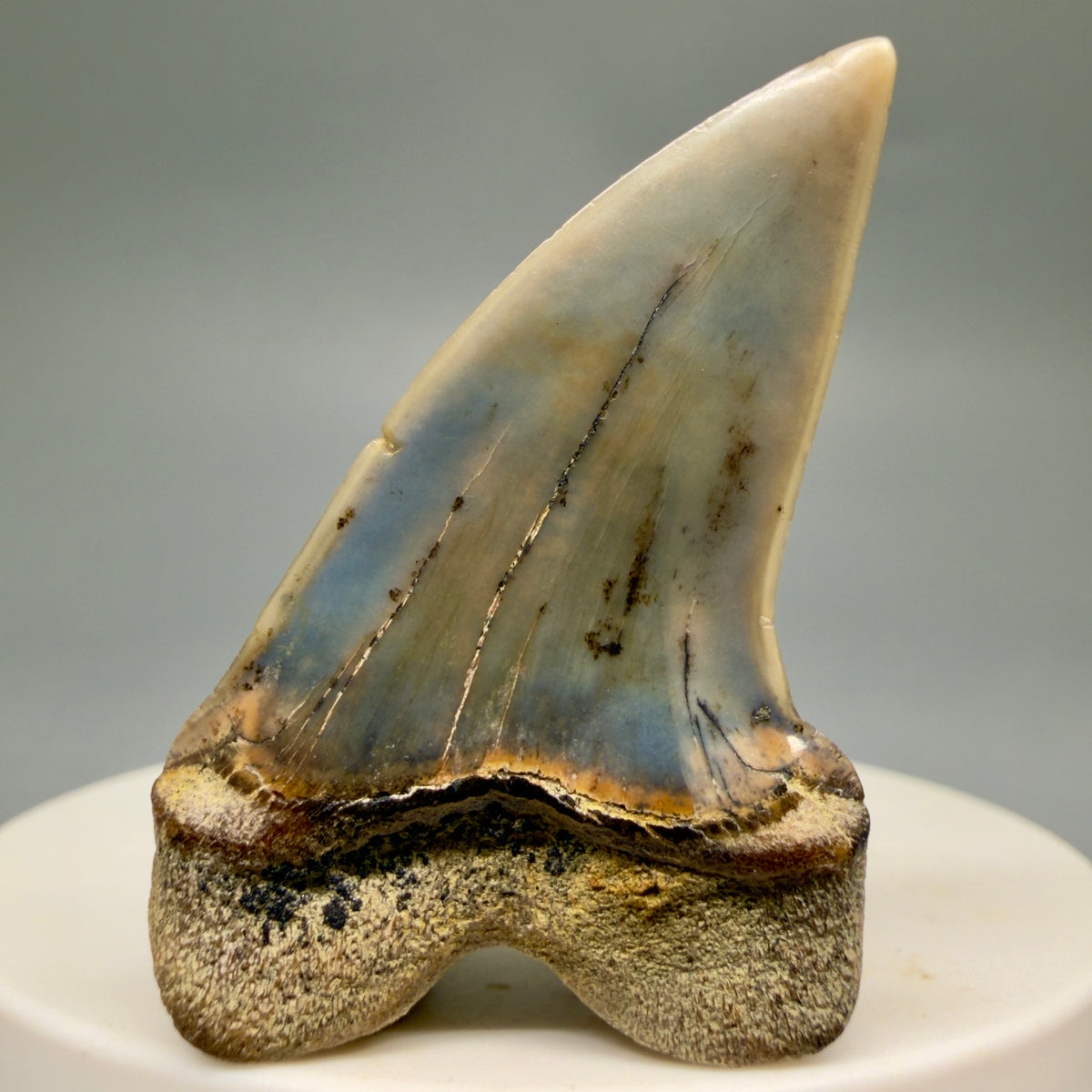 Back Right View Colorful 1.78" Fossil Extinct Hooked-Tooth Mako - Isurus planus Shark Tooth from Bakersfield, CA M618