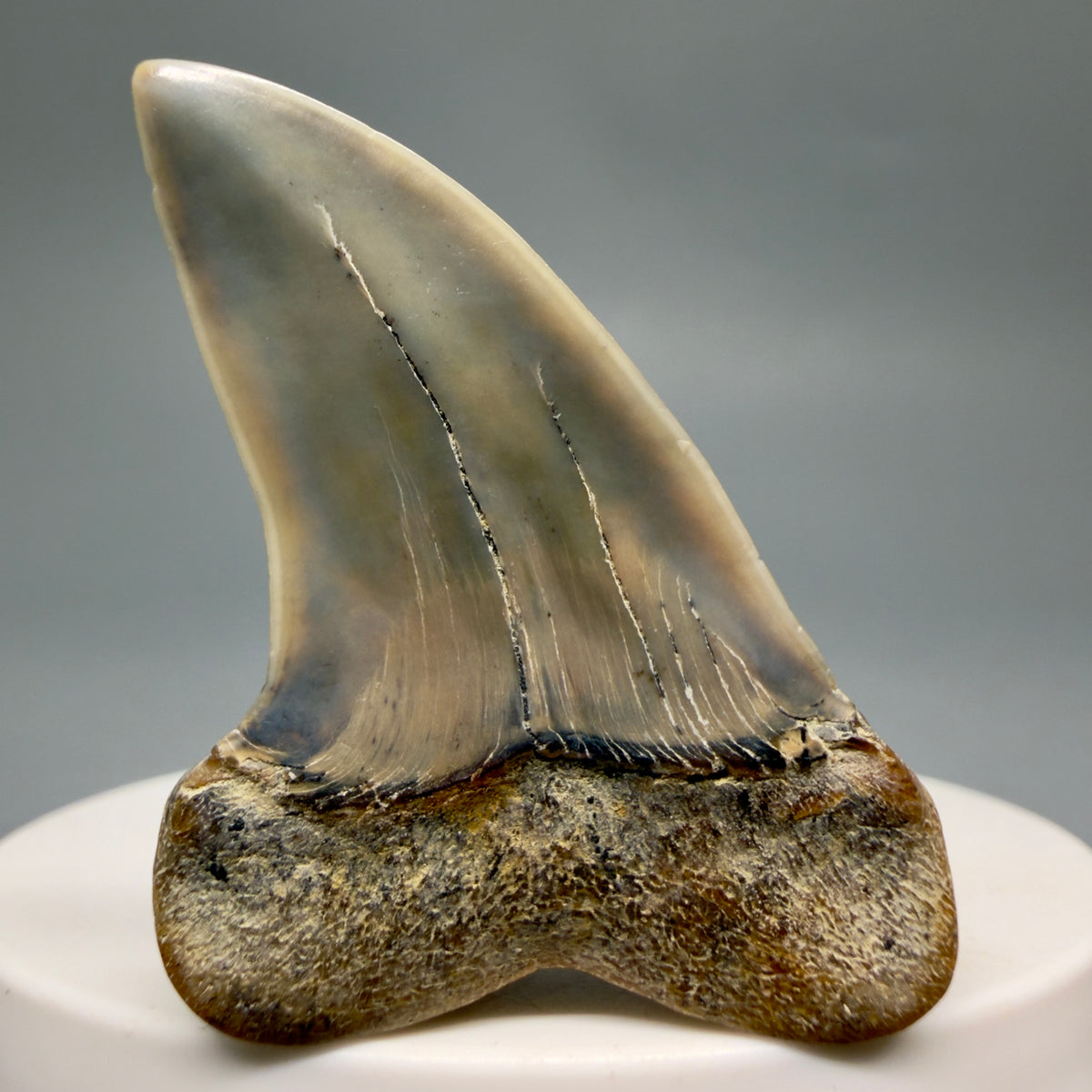 Back Right View Colorful 1.85" Fossil Extinct Hooked-Tooth Mako - Isurus planus Shark Tooth from Bakersfield, CA CM619