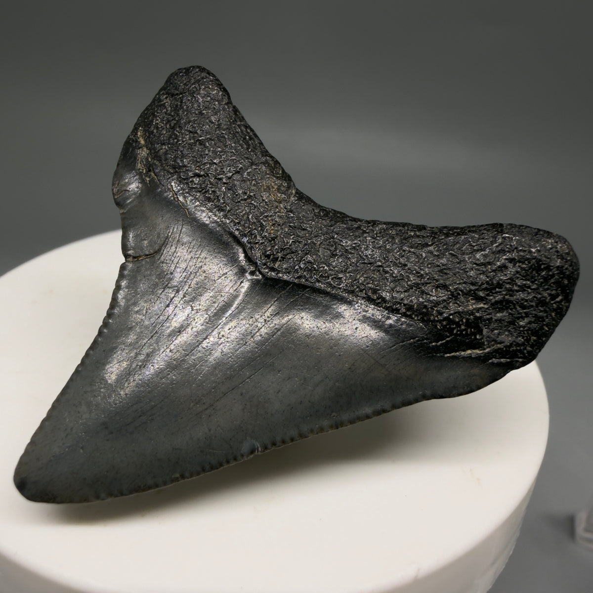 Back Right View Colorful 1.86" Fossil Megalodon Tooth – South Carolina River Find | Authentic megalodonteeth.com CM6726