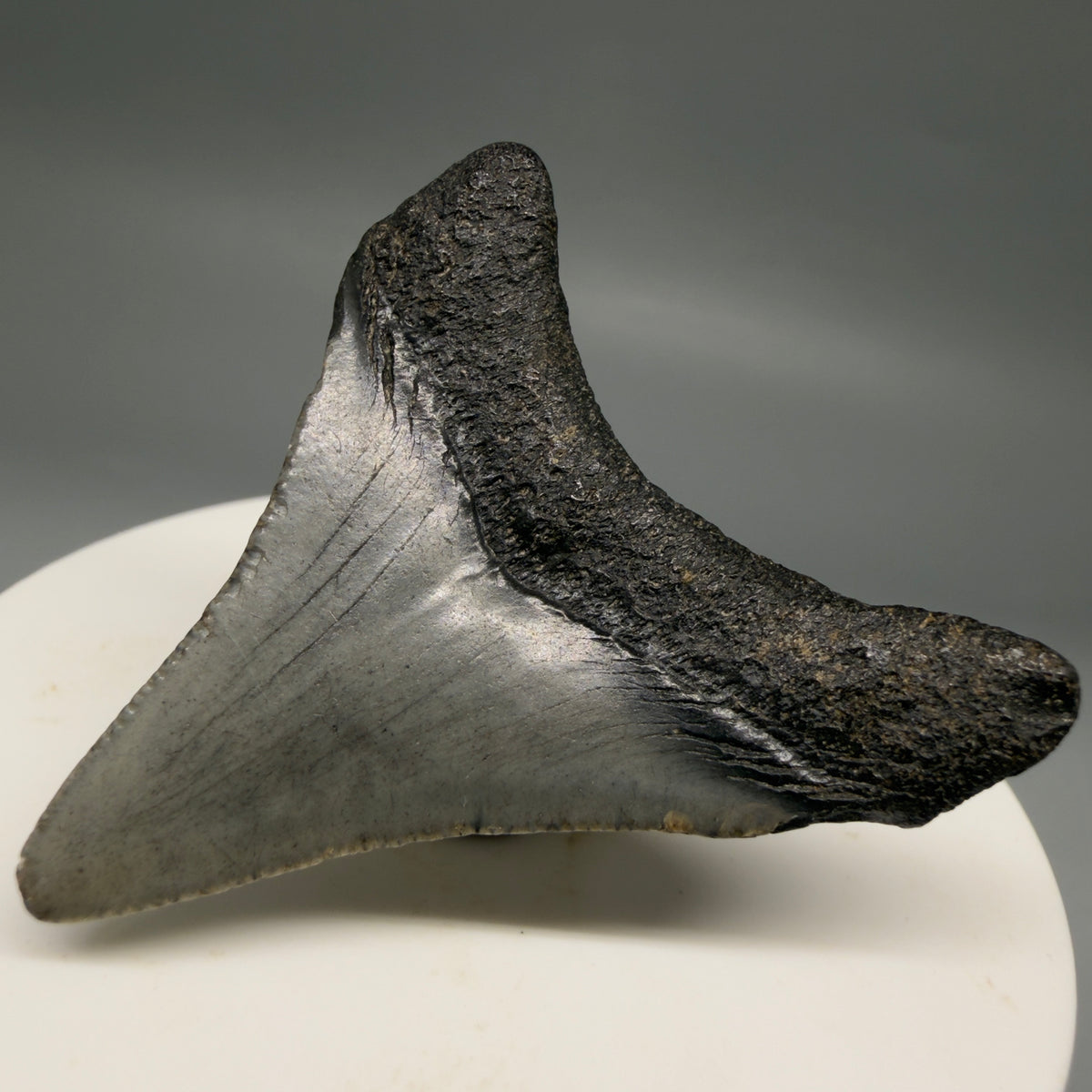 Back Right View Colorful 1.87" Fossil Megalodon Tooth – South Carolina River Find | Authentic megalodonteeth.com CM6728