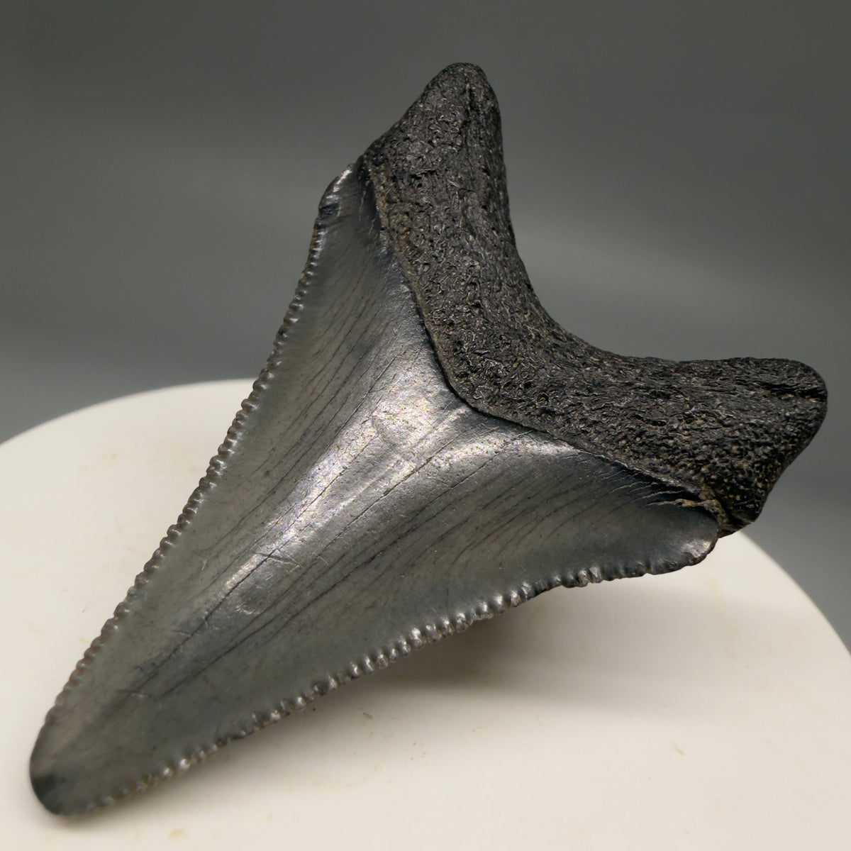 Back Right View Colorful 1.96" Fossil Megalodon Tooth – South Carolina River Find | Authentic megalodonteeth.com CM6727
