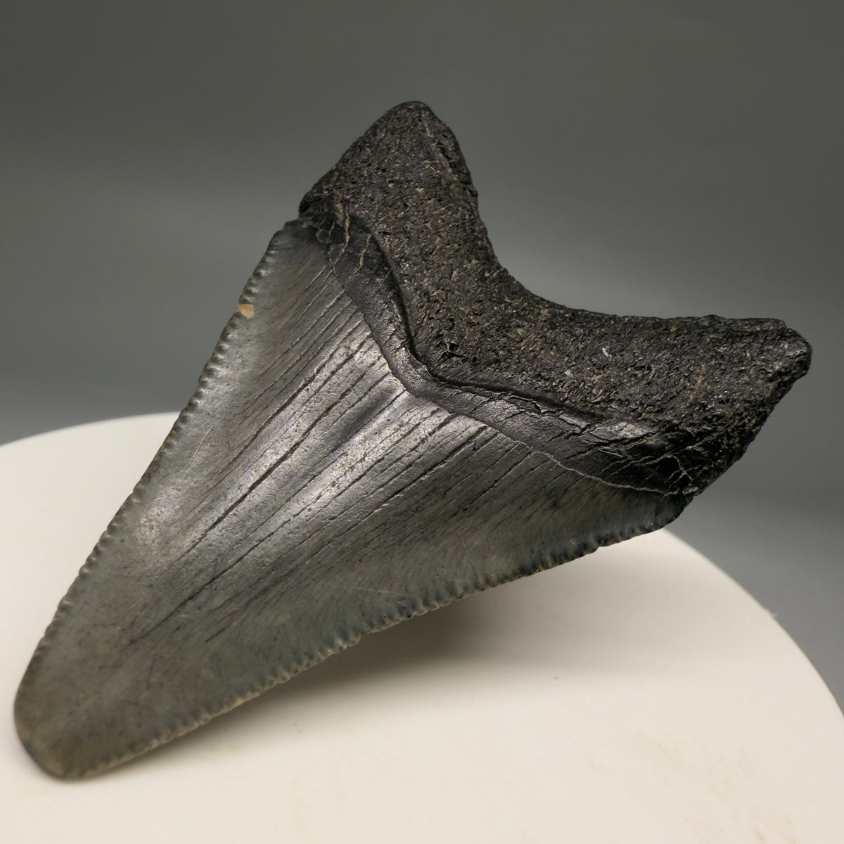 Back Right View Colorful 1.98" Fossil Megalodon Tooth – South Carolina River Find | Authentic megalodonteeth.com CM6729