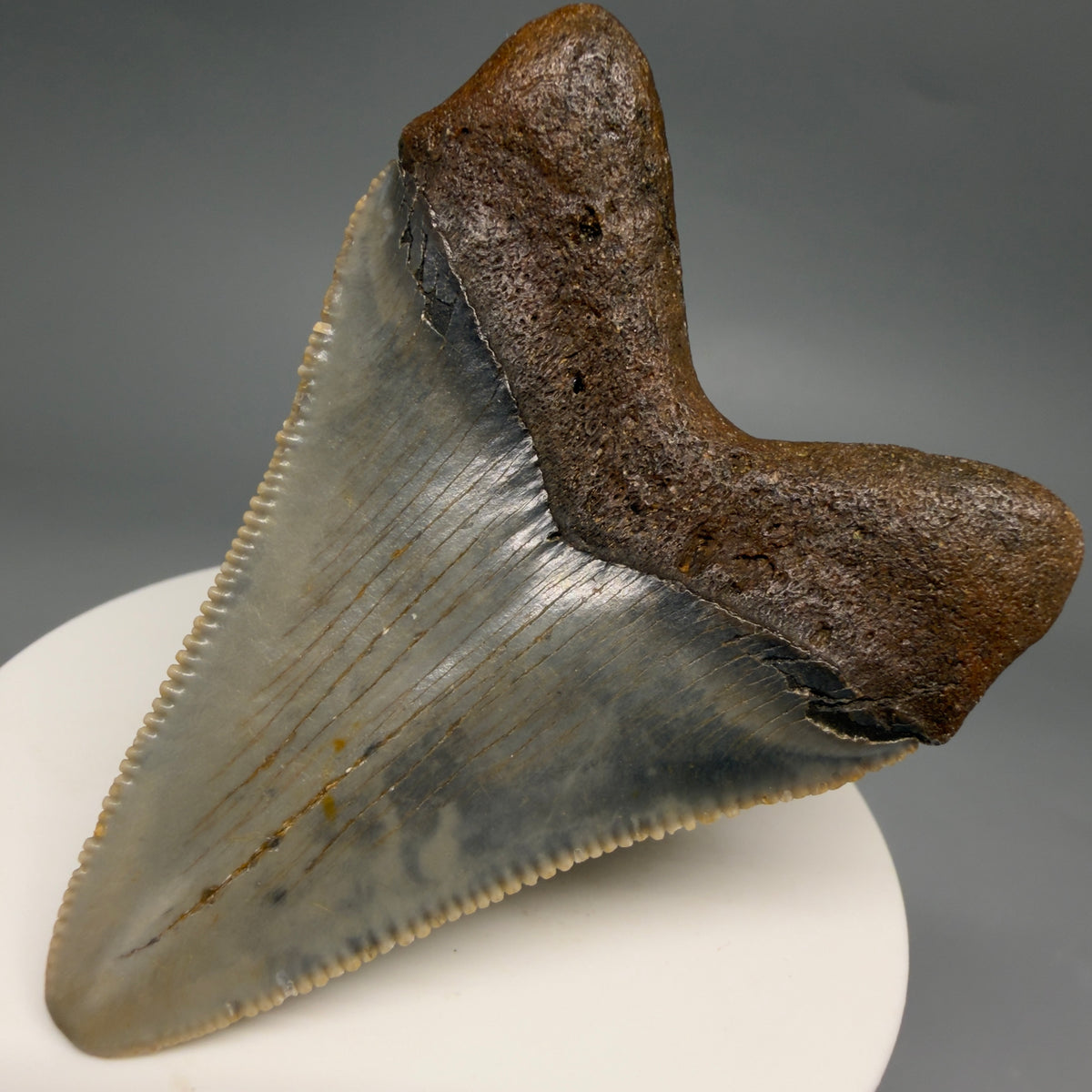 Back Right View Colorful 2.60" Fossil Megalodon Tooth - Authentic Carcharocles megalodon Fossil from North Carolina megalodonteeth.com CM6630
