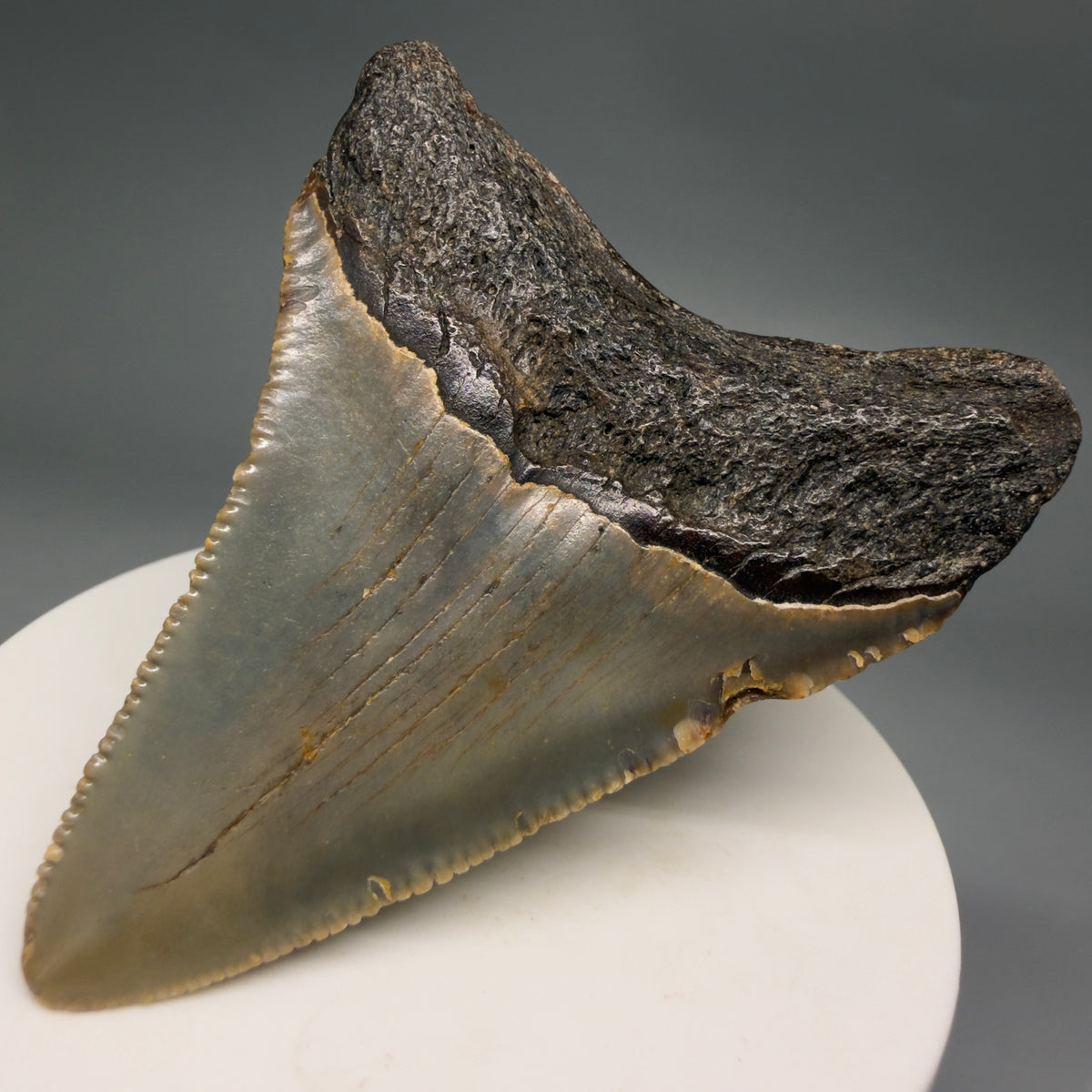 Back Right View Colorful 2.63" Fossil Megalodon Tooth - Authentic Carcharocles megalodon Fossil from North Carolina megalodonteeth.com CM6629