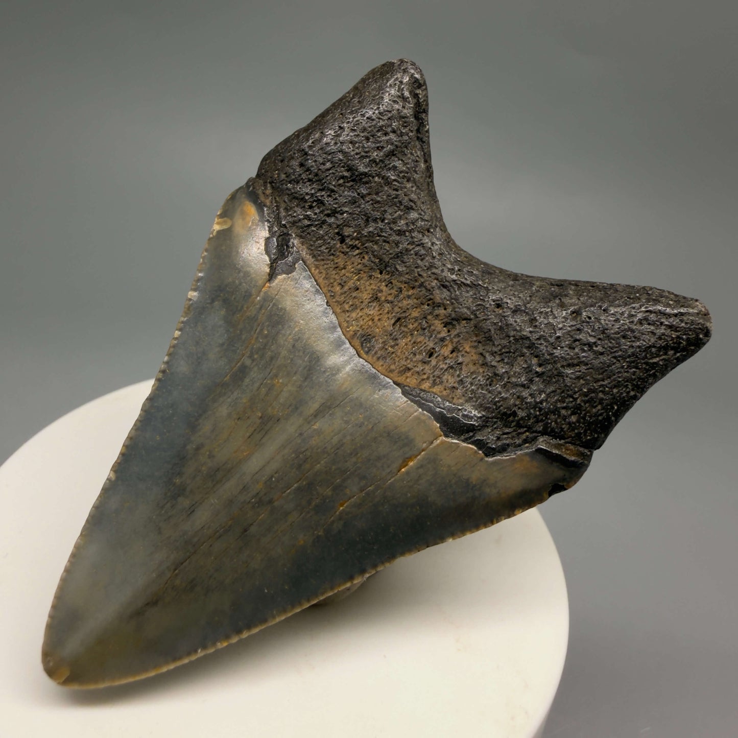 Back Right View Colorful 2.71" Fossil Megalodon Tooth - Authentic Carcharocles megalodon Fossil from North Carolina CM9490