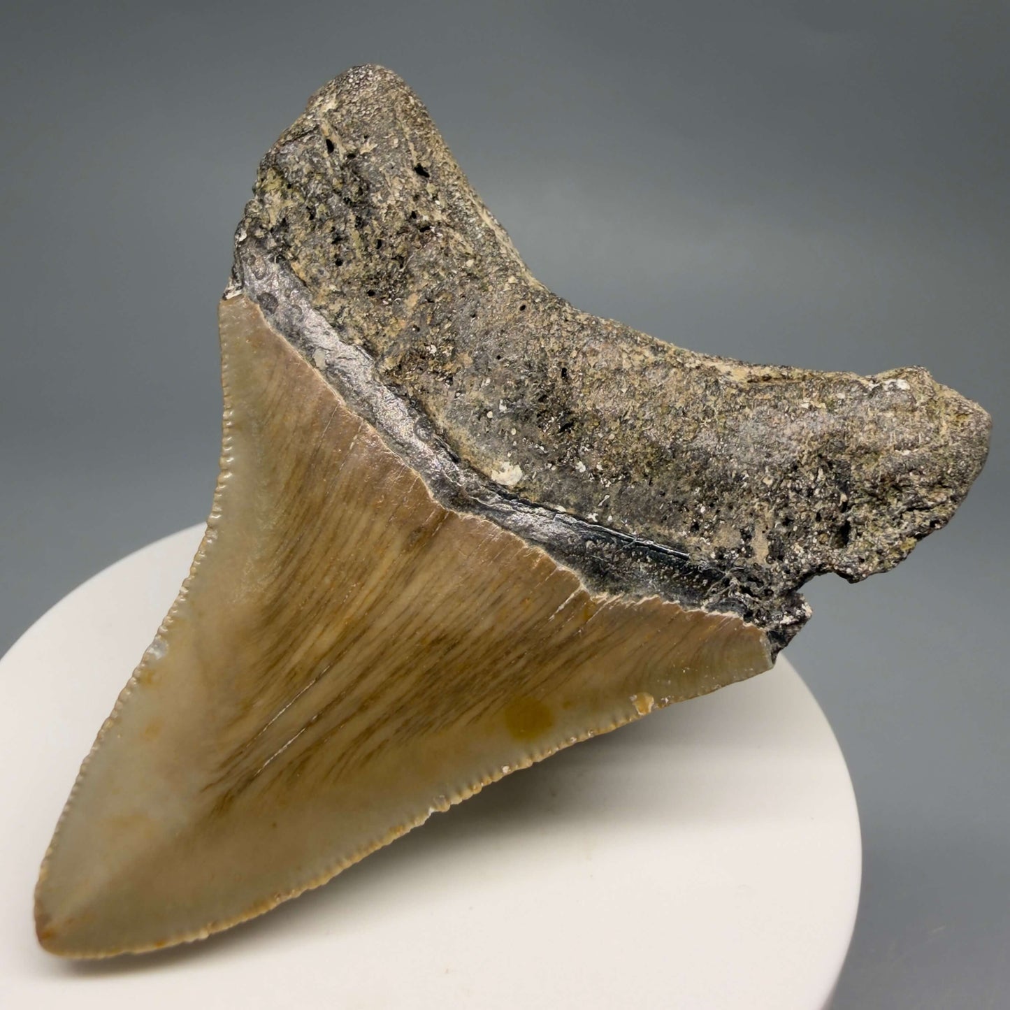 Back Right View Colorful 2.76" Fossil Megalodon Tooth - Authentic Carcharocles megalodon Fossil from North Carolina CM6493