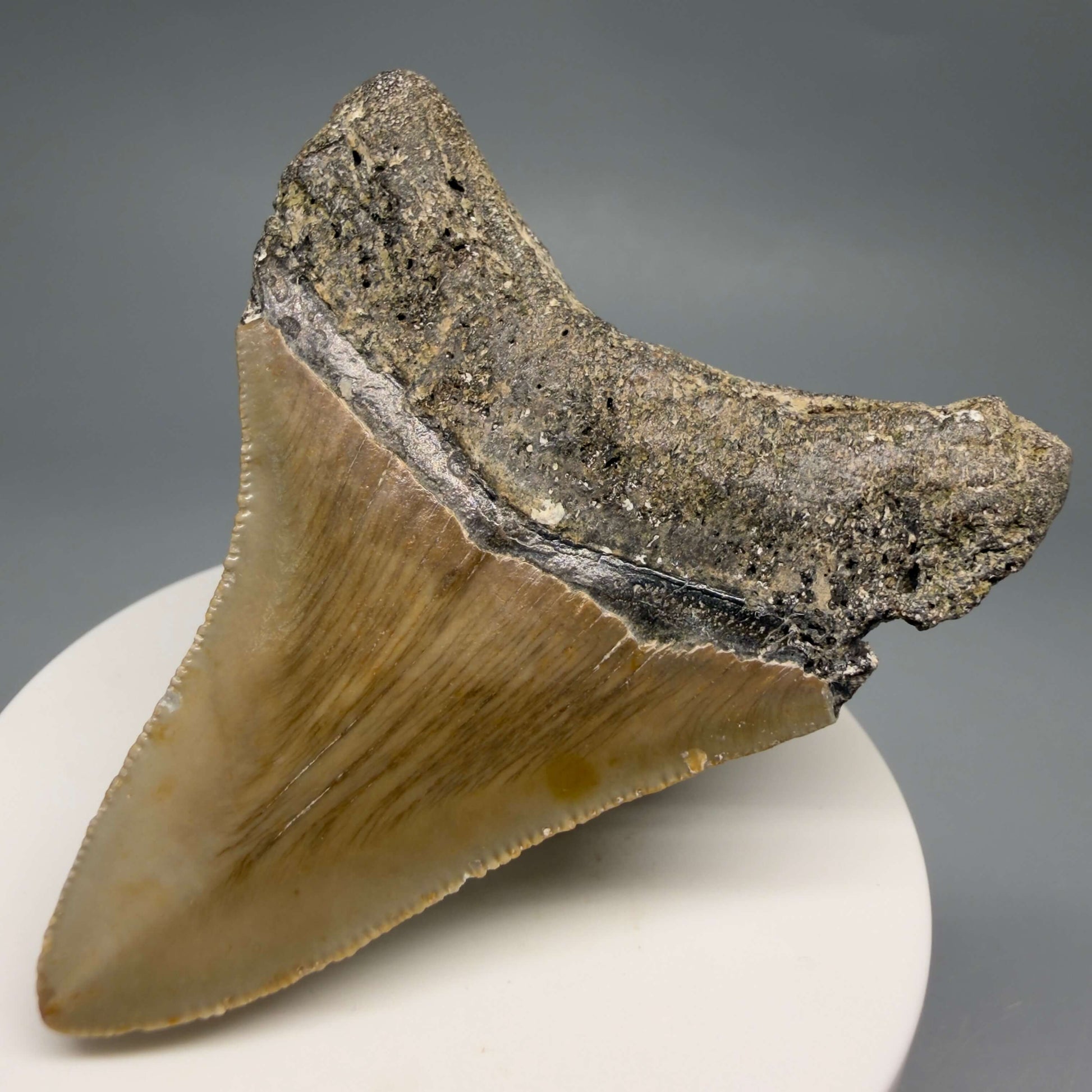 Back Right View Colorful 2.76" Fossil Megalodon Tooth - Authentic Carcharocles megalodon Fossil from North Carolina CM6493