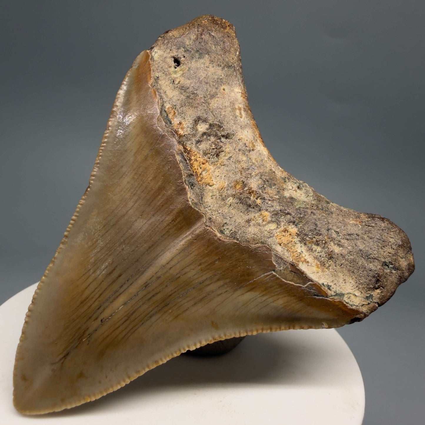 Back Right View Colorful 2.82" Fossil Megalodon Tooth - Authentic Carcharocles megalodon Fossil from North Carolina CM6495