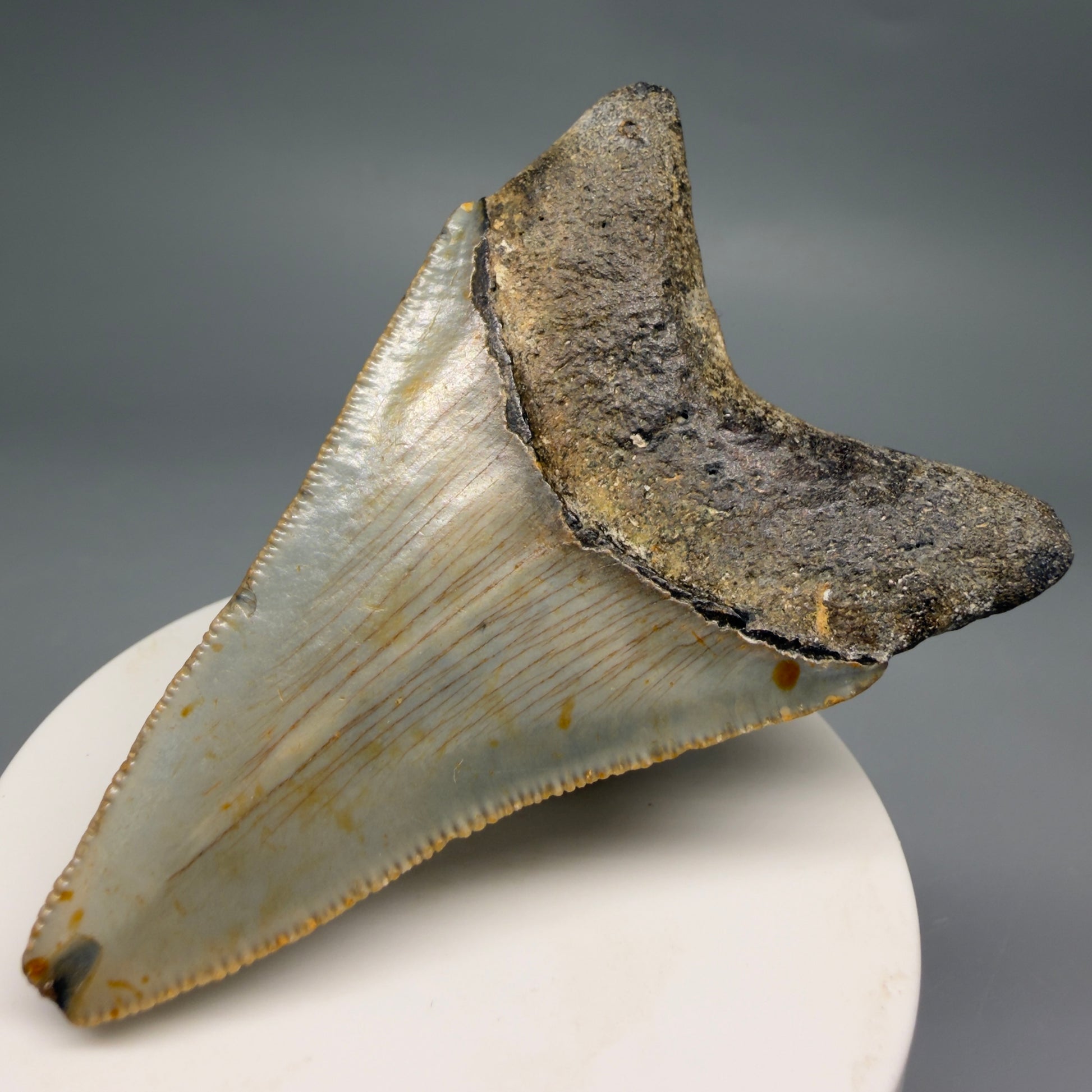 Back Right View Colorful 2.93" Fossil Megalodon Tooth - Authentic Carcharocles megalodon Fossil from North Carolina CM6496