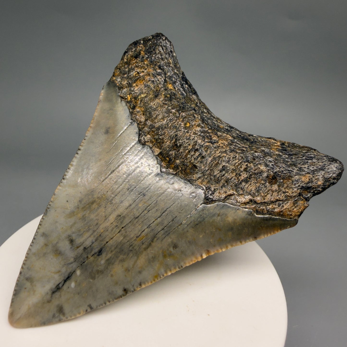 Back Right View Colorful 2.98" Fossil Megalodon Tooth - Authentic Carcharocles megalodon Fossil from North Carolina megalodonteeth.com CM6497