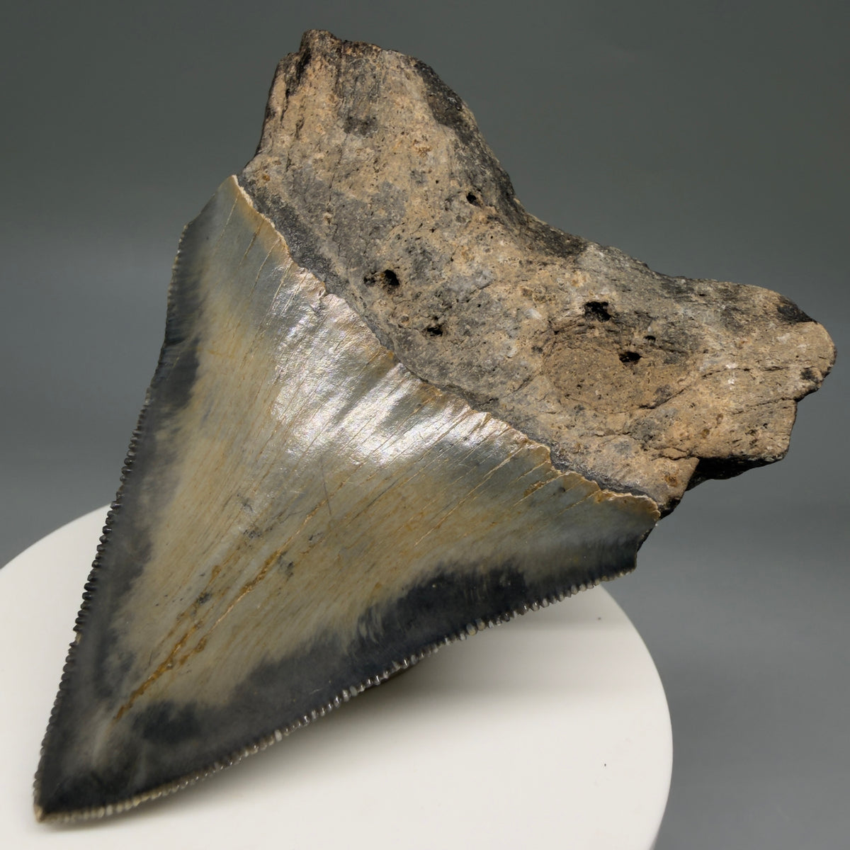 Back Right View Colorful 3.00" Fossil Megalodon Tooth from North Carolina - megalodonteeth.com CM6794