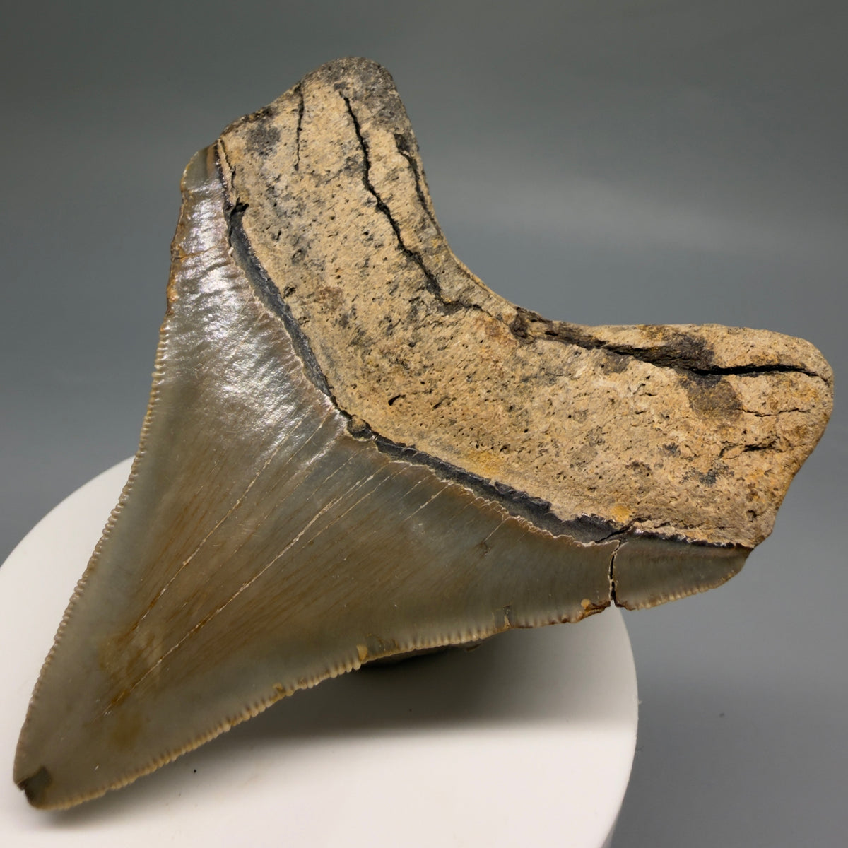 Back Right View Colorful 3.10" Fossil Megalodon Tooth from North Carolina - megalodonteeth.com CM6765