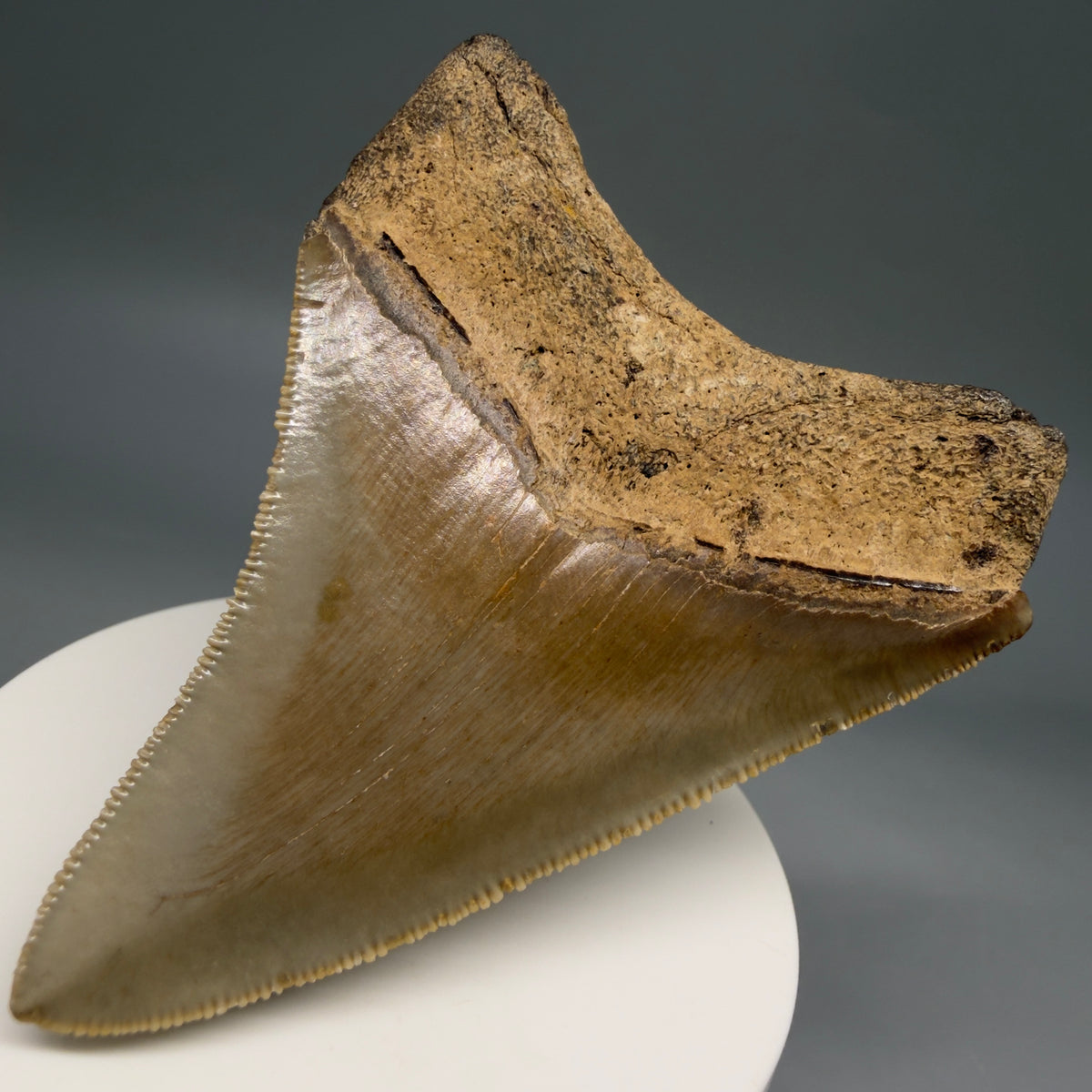 Back Right View Colorful 3.10" Fossil Megalodon Tooth from North Carolina - megalodonteeth.com CM6797