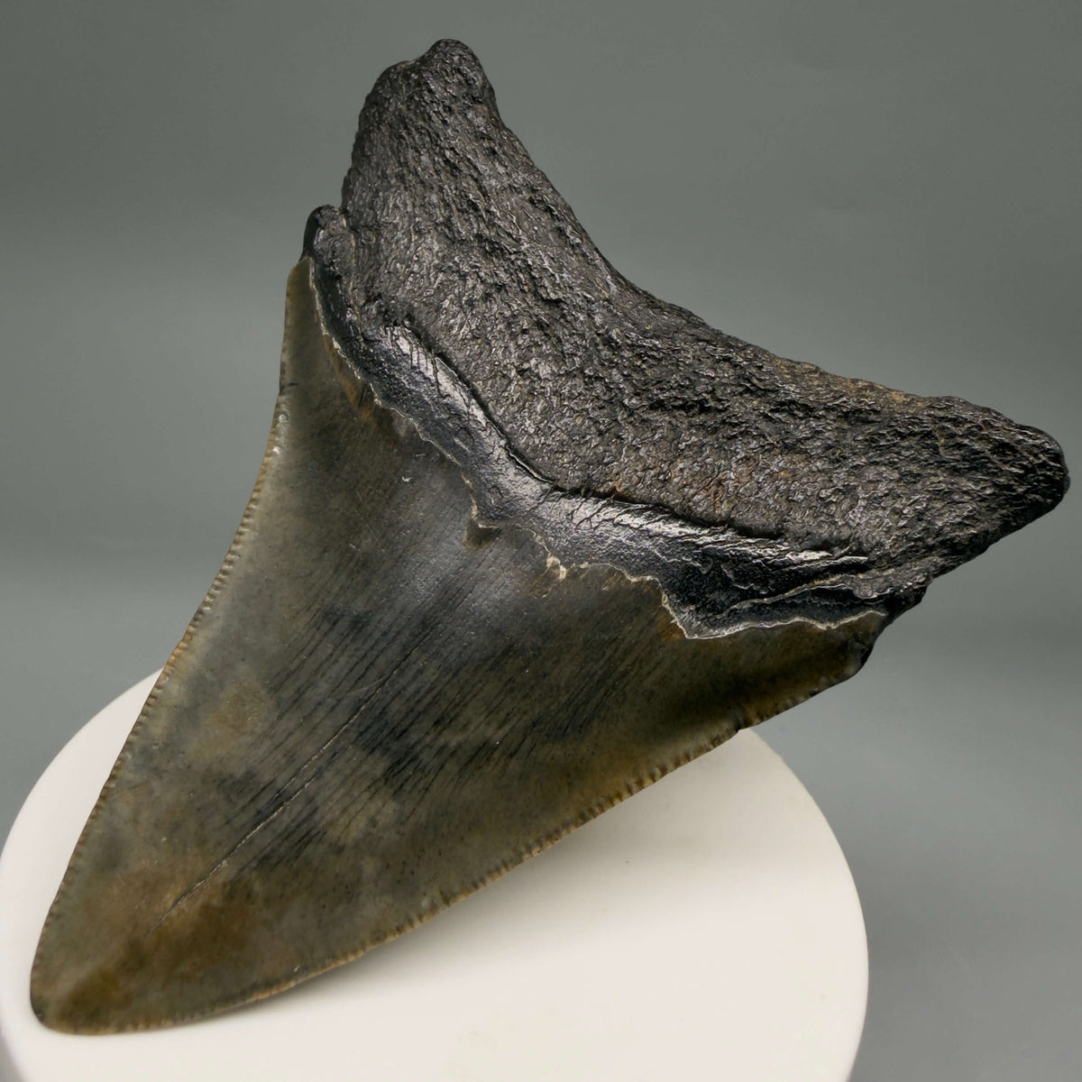 Back Right View Colorful 3.18" Fossil Megalodon Tooth from South Carolina megalodonteeth.com CM6557