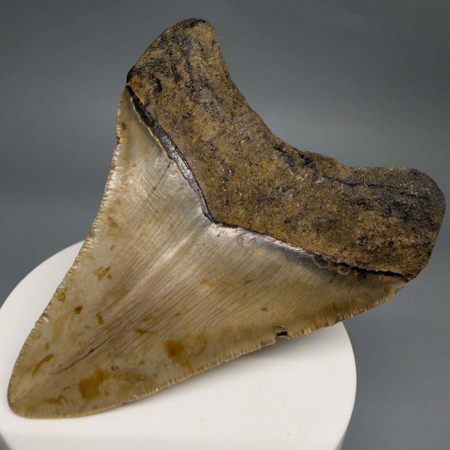 Back Right View Colorful 3.20" Fossil Megalodon Tooth from North Carolina - megalodonteeth.com CM6499