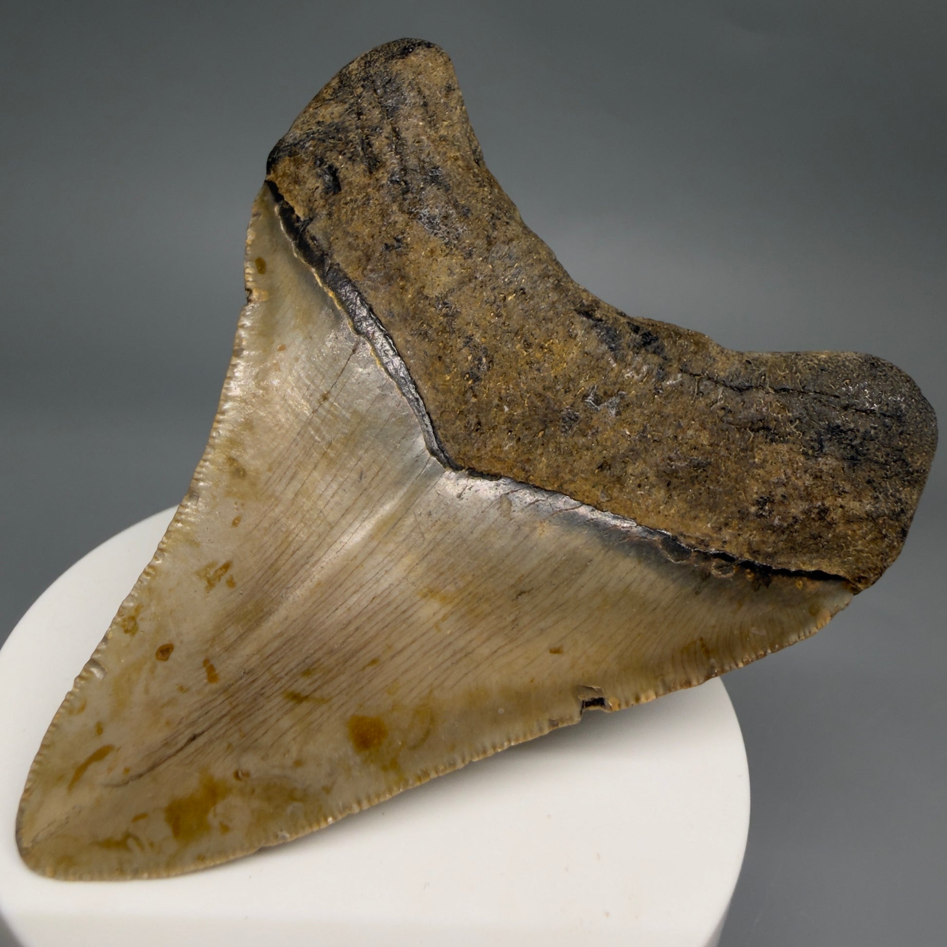 Back Right View Colorful 3.20" Fossil Megalodon Tooth from North Carolina - megalodonteeth.com CM6499