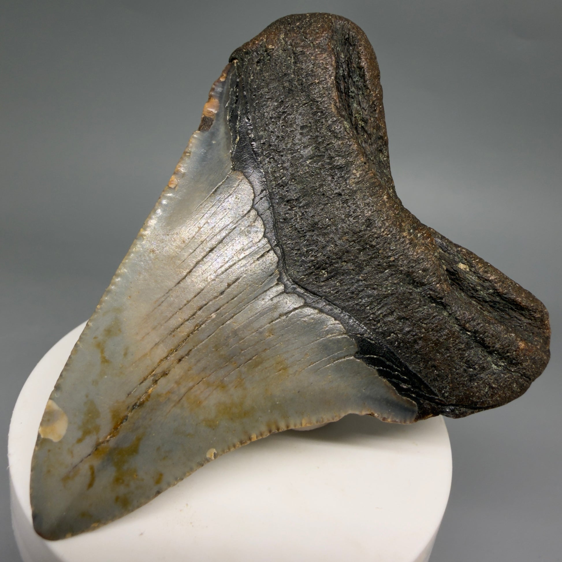 Back Right View Colorful 3.21" Fossil Megalodon Tooth from North Carolina - megalodonteeth.com CM6575
