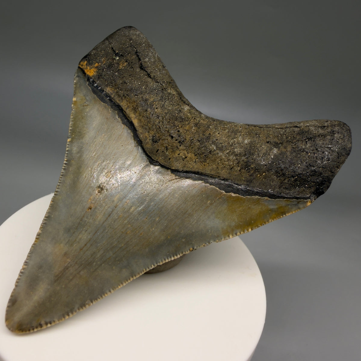 Back Right View Colorful 3.27" Fossil Megalodon Tooth from North Carolina - megalodonteeth.com CM6799