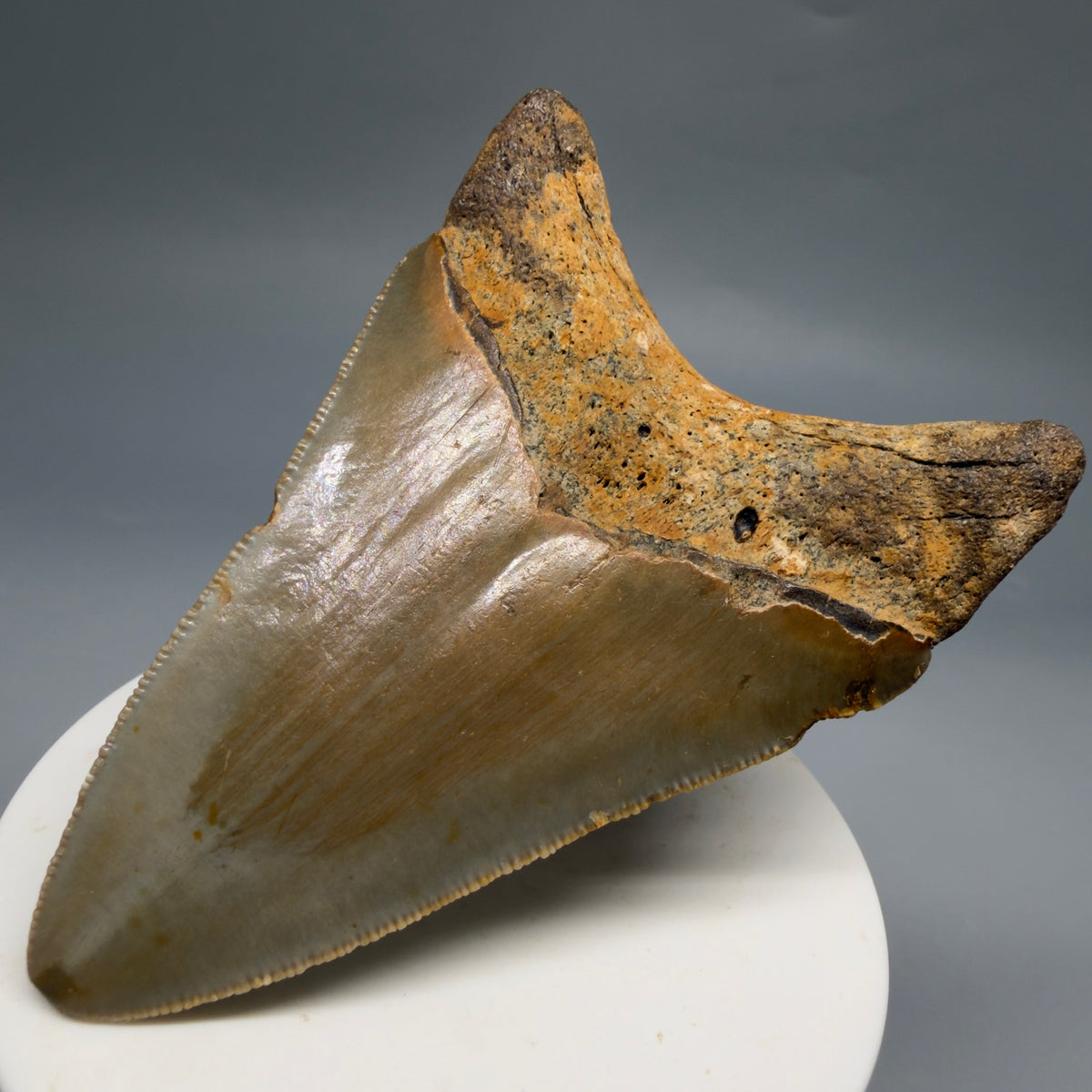 Back Right View Colorful 3.28" Fossil Megalodon Tooth from North Carolina - megalodonteeth.com CM6763