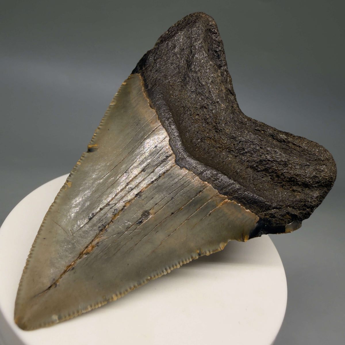 Back Right View Colorful 3.28" Fossil Megalodon Tooth from North Carolina - megalodonteeth.com CM6798 
