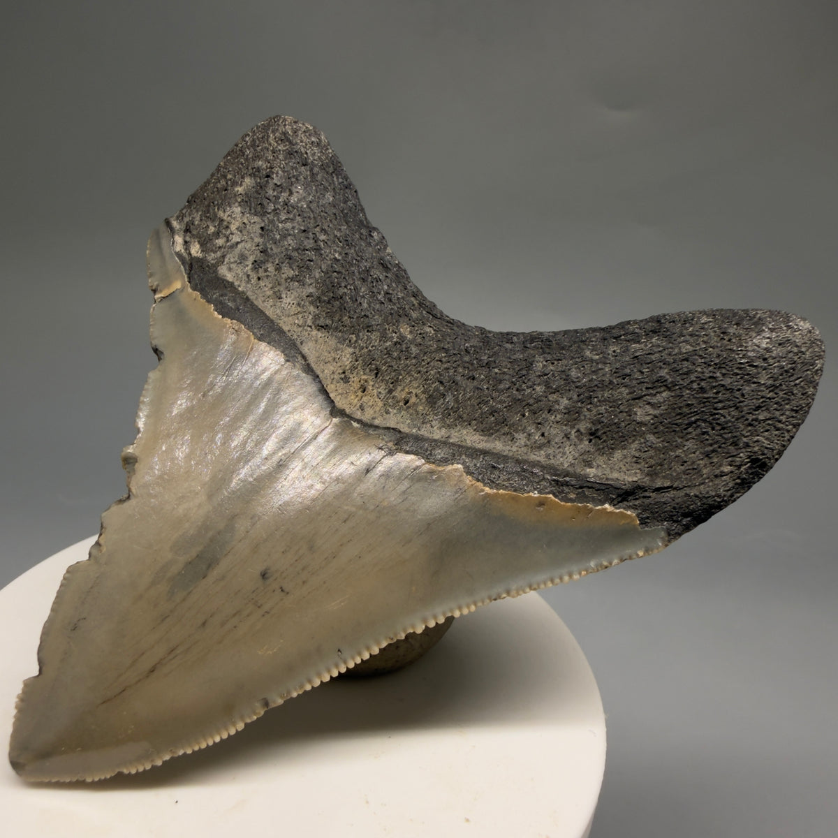 Back Right View Colorful 3.32" Fossil Megalodon Tooth from North Carolina - megalodonteeth.com CM6766