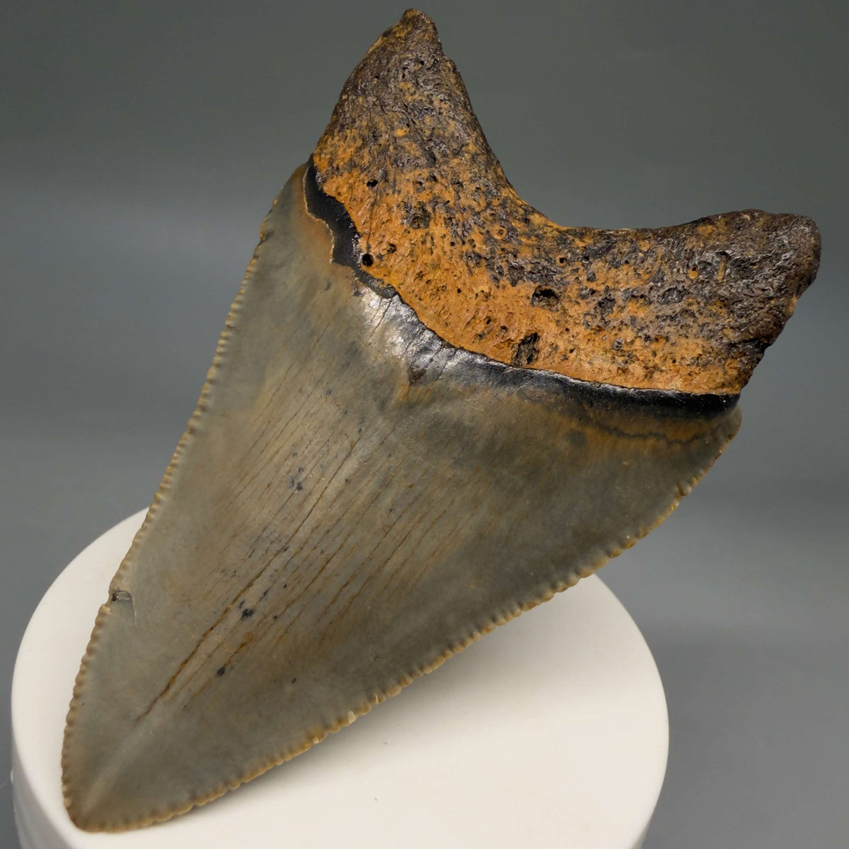 Back Right View Colorful 3.42" Fossil Megalodon Tooth from North Carolina - megalodonteeth.com CM6800