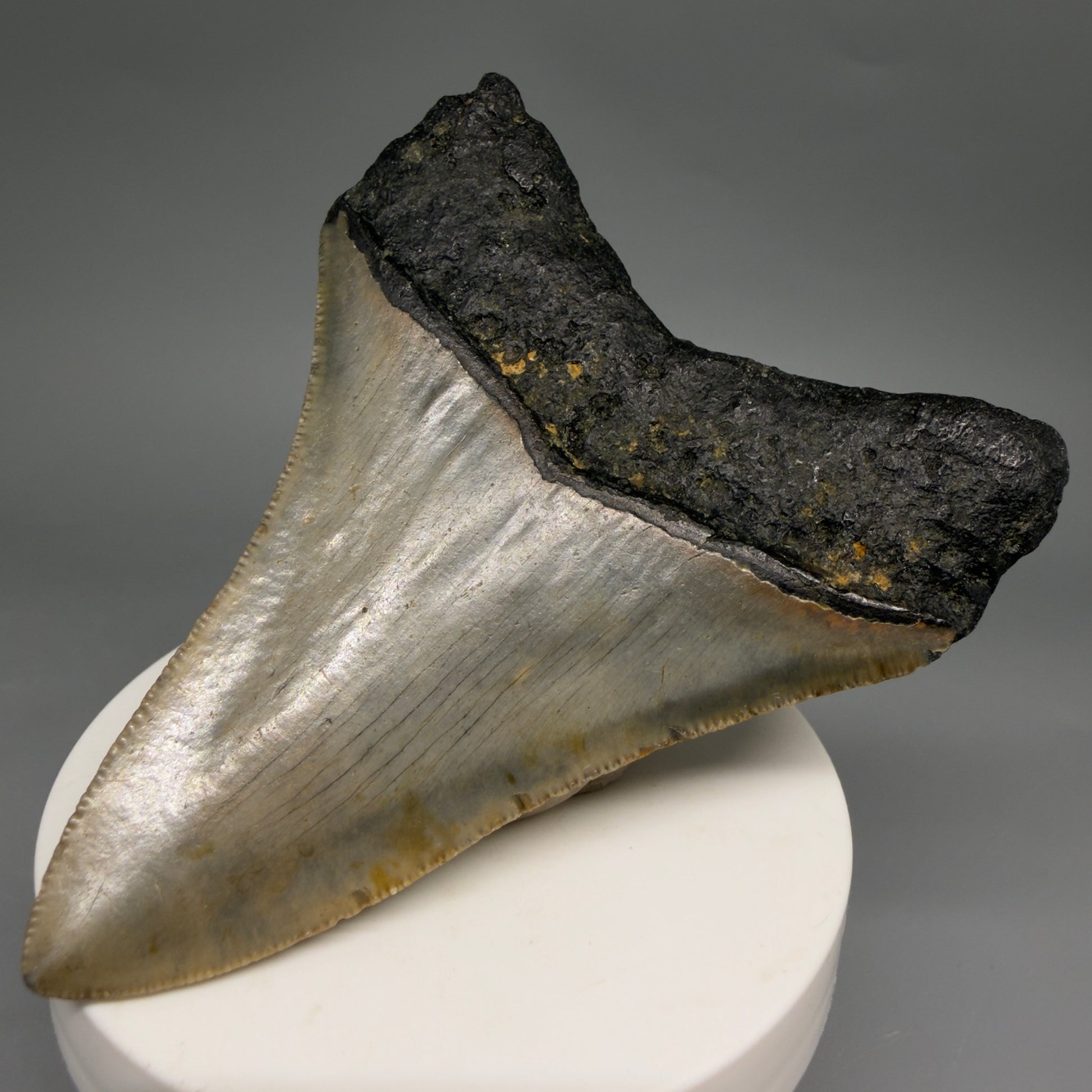 Back Right View Colorful 3.48" Fossil Megalodon Tooth from North Carolina - megalodonteeth.com CM6578