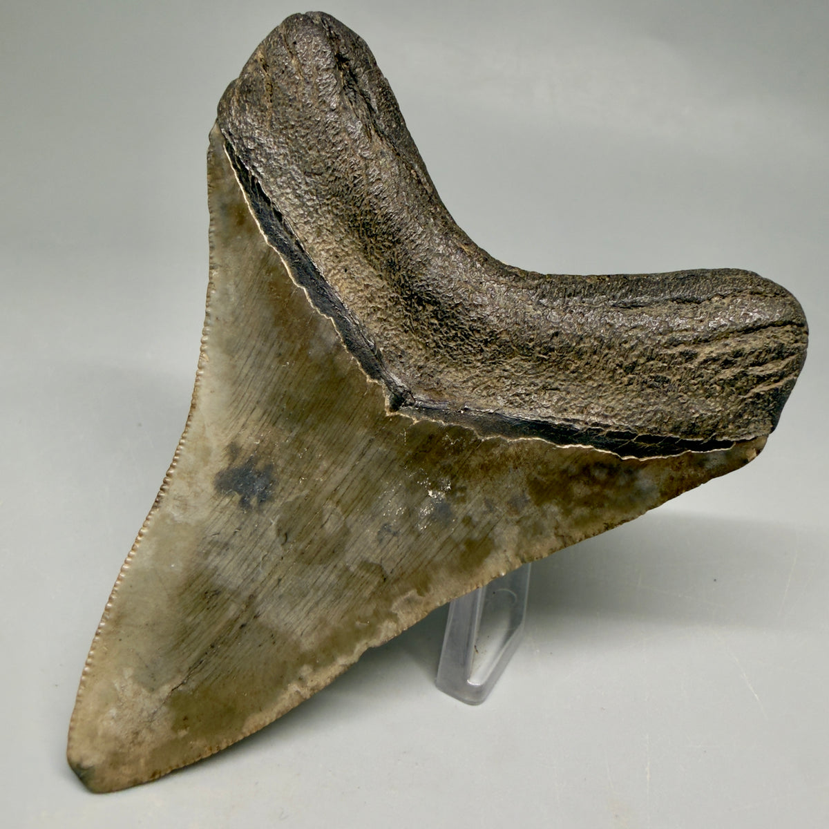Back Right View Colorful 3.50" Fossil Megalodon Tooth from South Carolina megalodonteeth.com CM6564