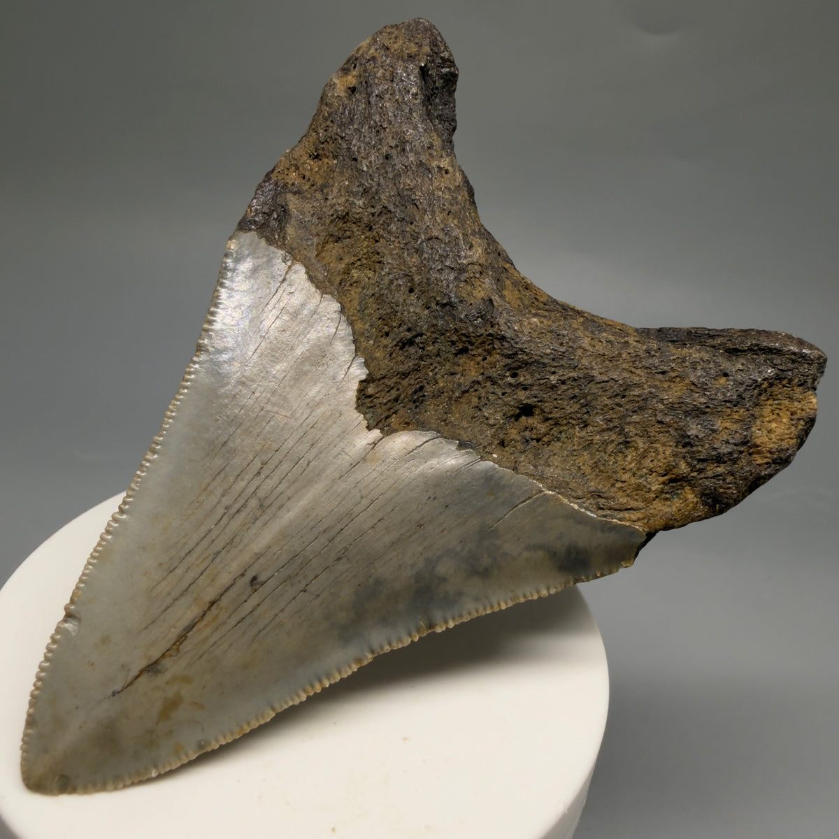 Back Right View Colorful 3.62" Fossil Megalodon Tooth from North Carolina - megalodonteeth.com CM6769
