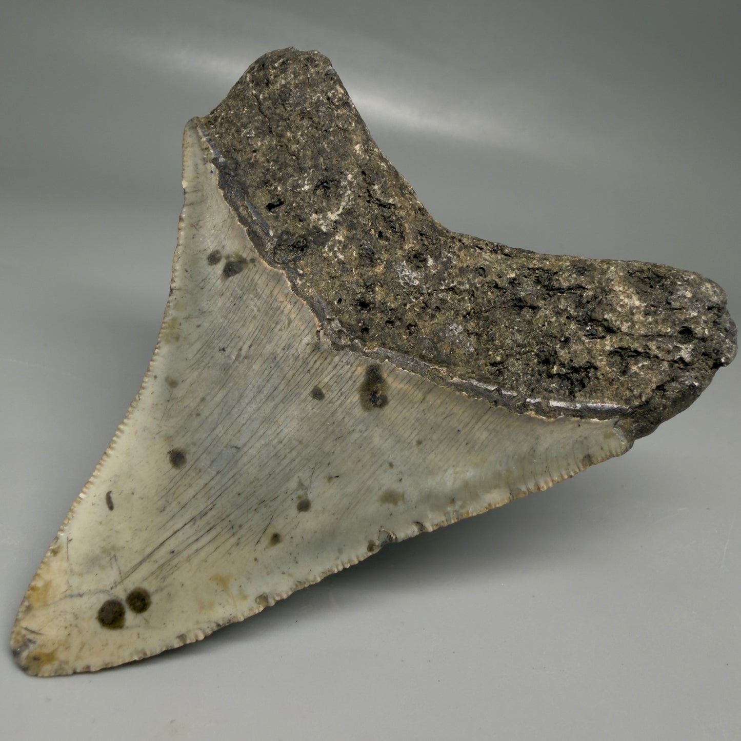 Back Right View Colorful 3.68" Fossil Megalodon Tooth from North Carolina - megalodonteeth.com CM6503