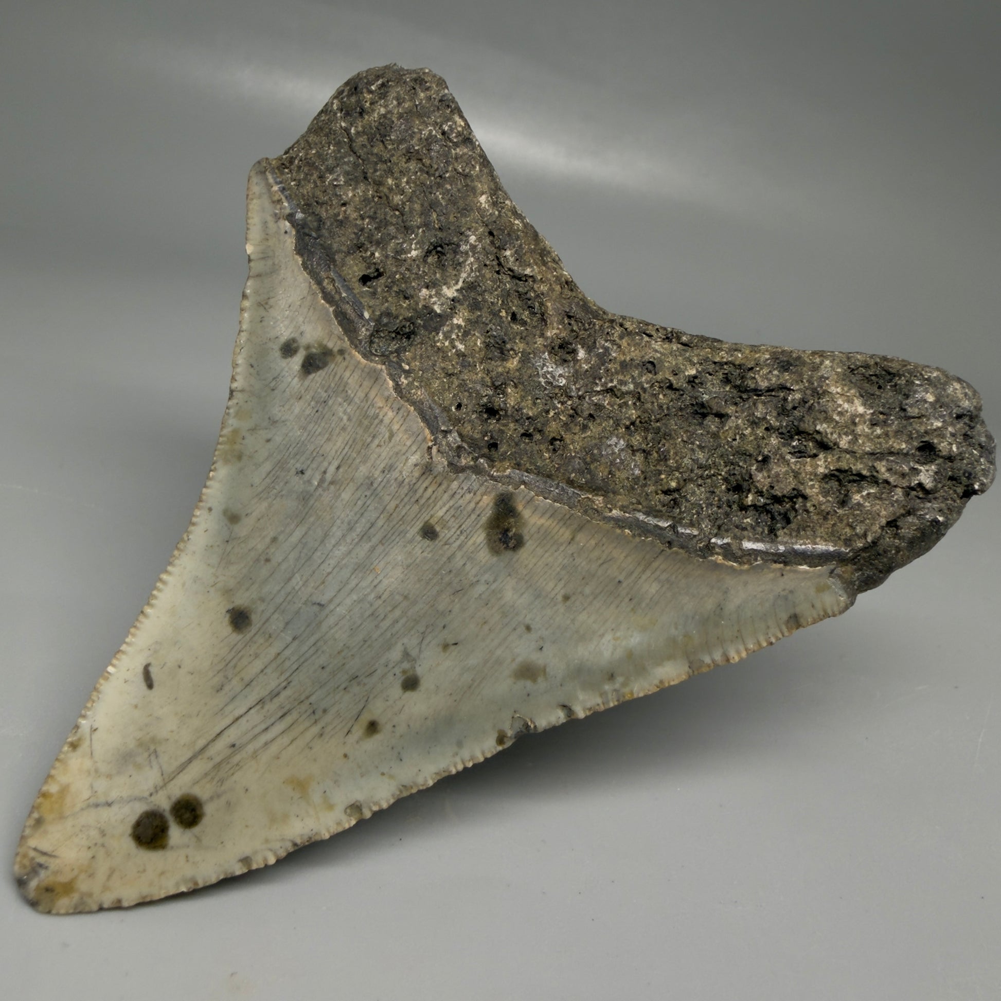 Back Right View Colorful 3.68" Fossil Megalodon Tooth from North Carolina - megalodonteeth.com CM6503