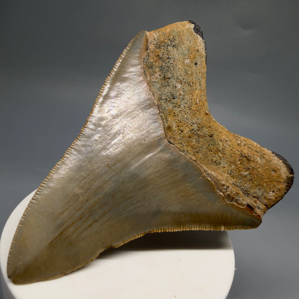Back Right View Colorful 3.71" Fossil Megalodon Tooth from North Carolina - megalodonteeth.com CM6771