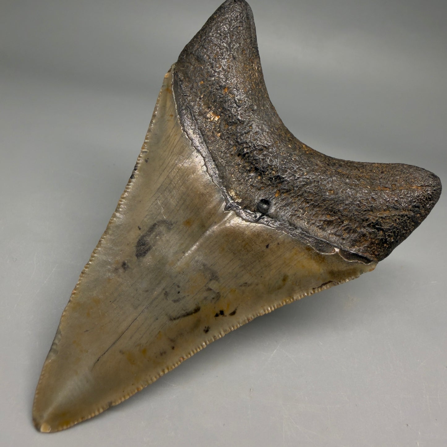 Back Right View Colorful 3.78" Fossil Megalodon Tooth from North Carolina - megalodonteeth.com CM6510
