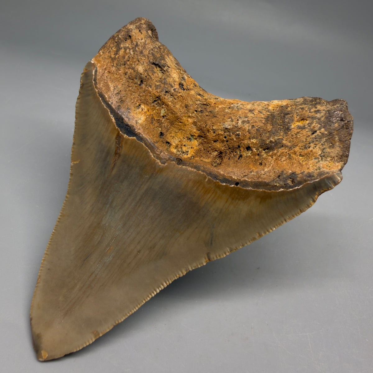 Back Right View Colorful 4.00" Authentic Megalodon Tooth – North Carolina Fossil | Carcharocles megalodon megalodonteeth.com CM6751