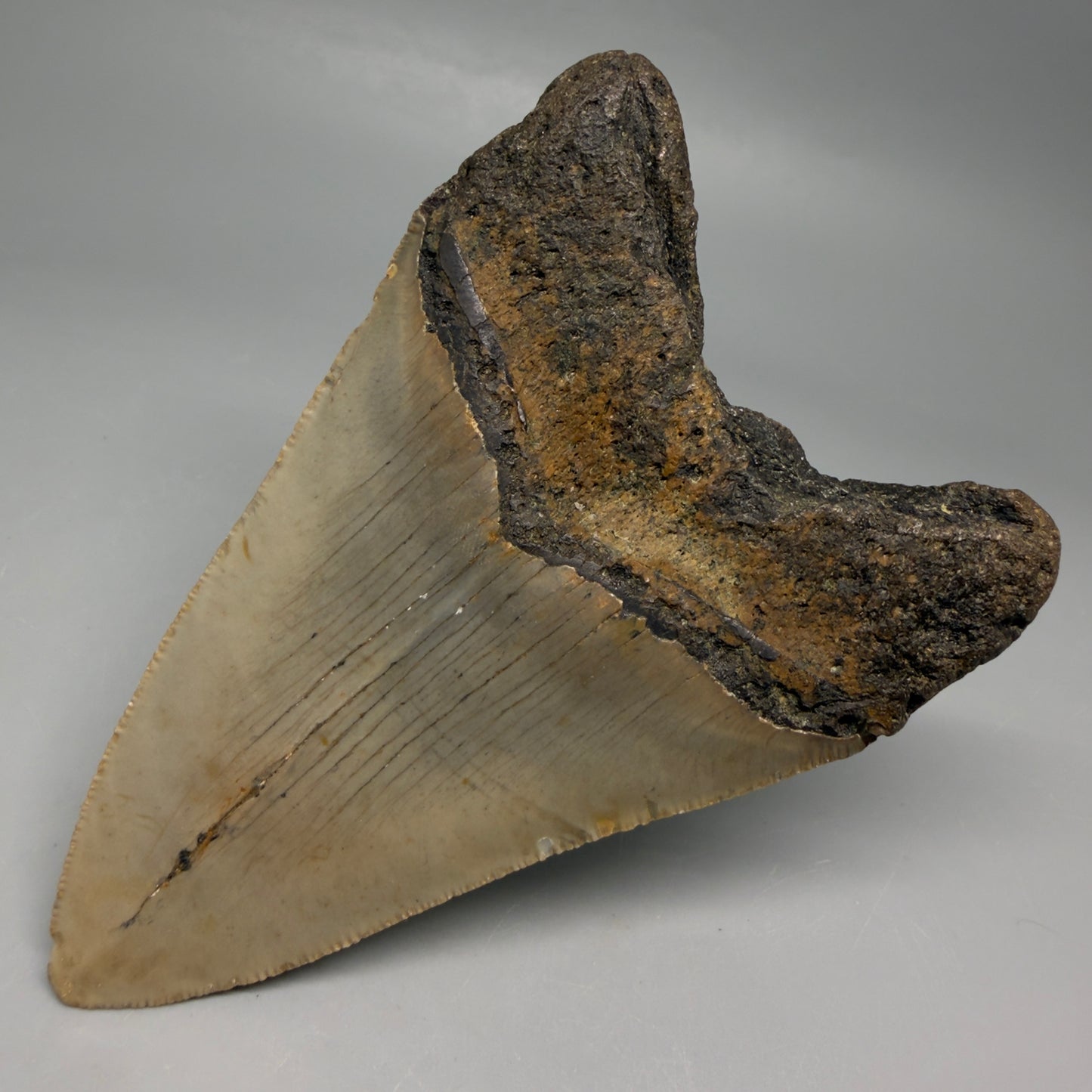 Back Right View Colorful 4.48" Authentic Megalodon Tooth – North Carolina Fossil | Carcharocles megalodon CM6515