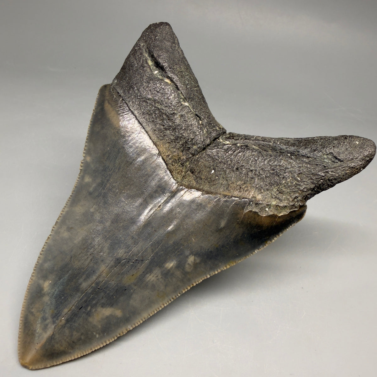 Back Right View Colorful 4.53" Authentic Megalodon Tooth – North Carolina Fossil | Carcharocles megalodon megalodonteeth.com CM6656