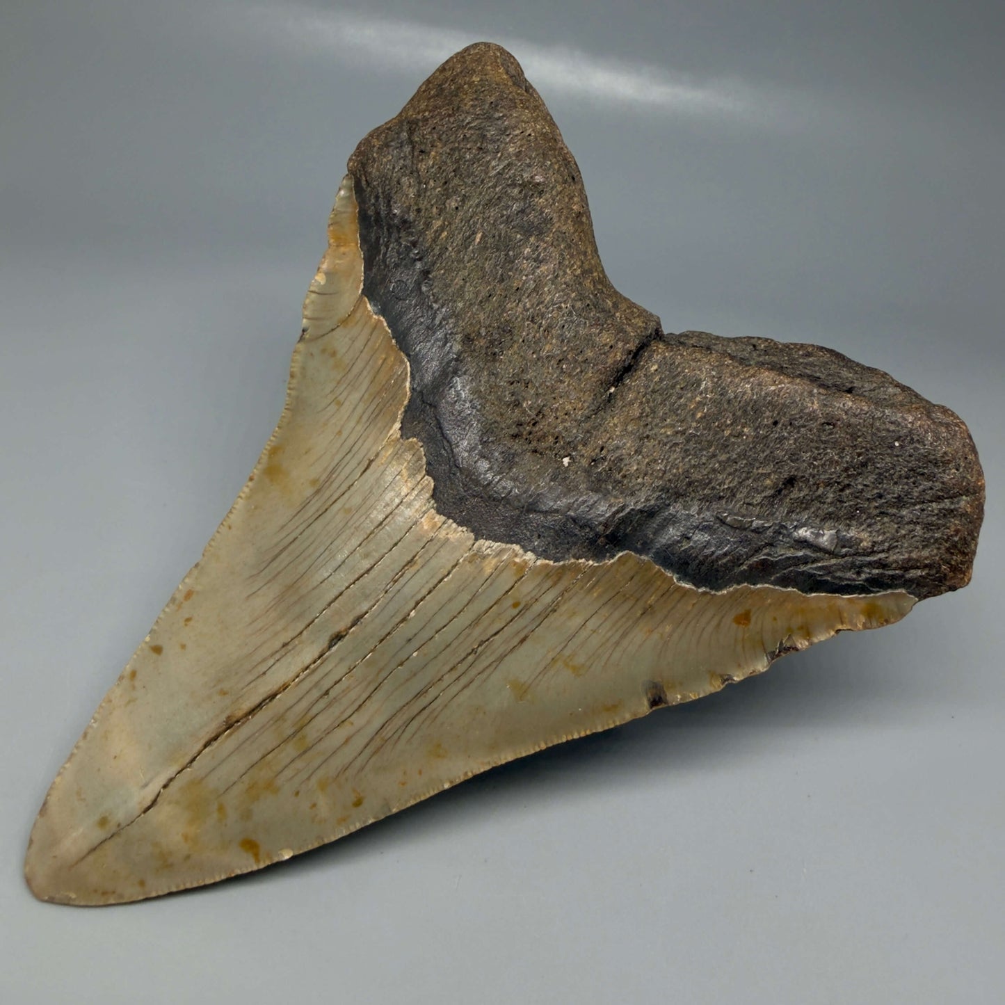 Back Right View Colorful 5.00" Authentic Megalodon Tooth – North Carolina Fossil | Carcharocles megalodon CM6475