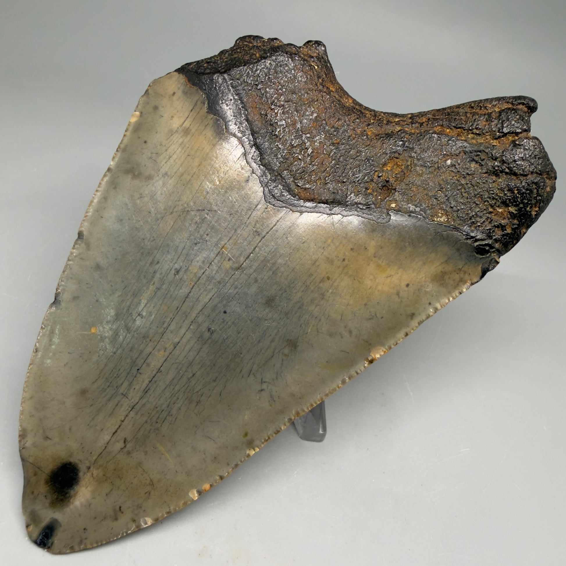 Back Right View Colorful 5.01" Authentic Megalodon Tooth – North Carolina Fossil | Carcharocles megalodon megalodonteeth.com CM6610